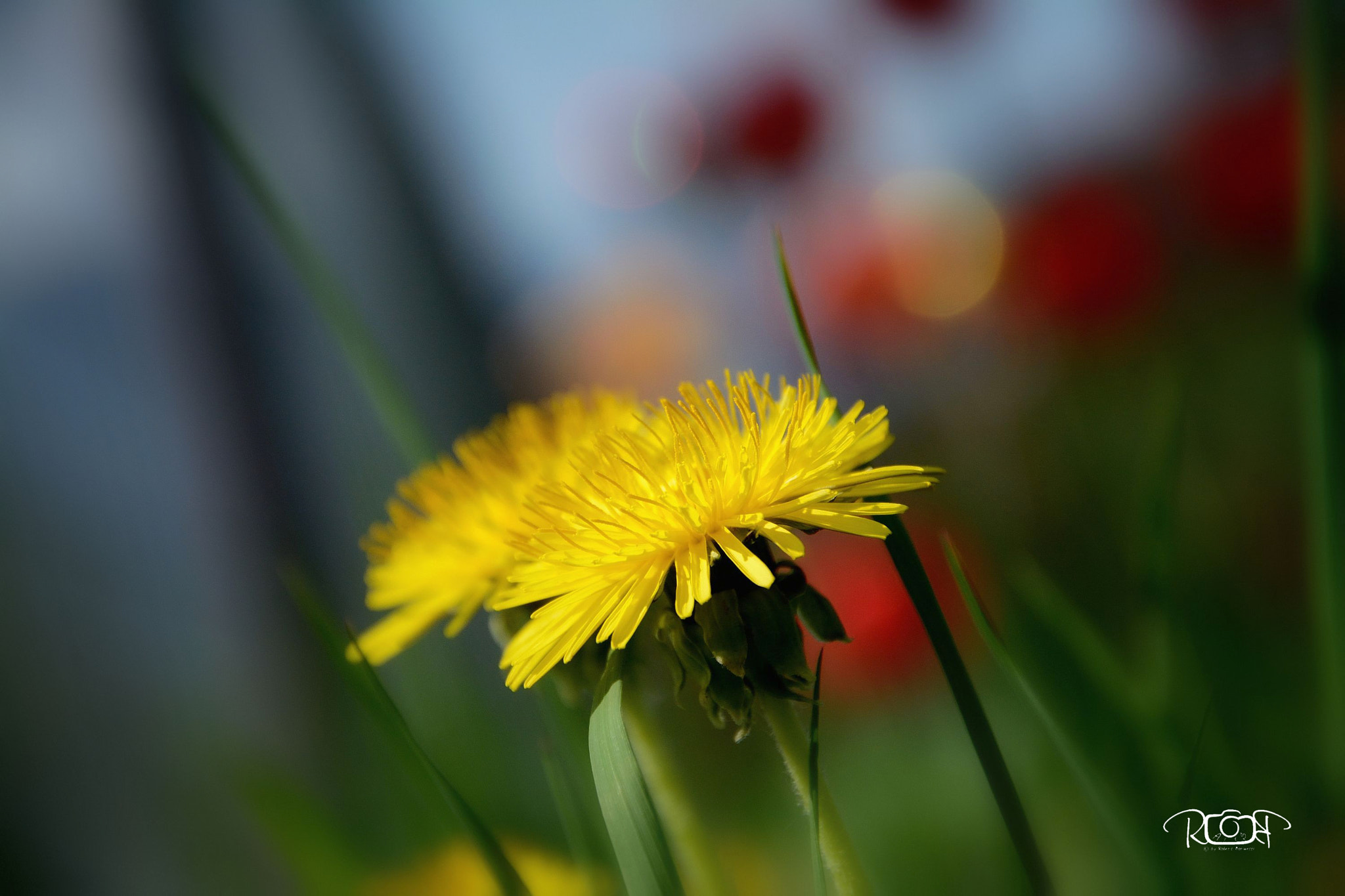 Nikon D5200 sample photo. Taraxacum photography