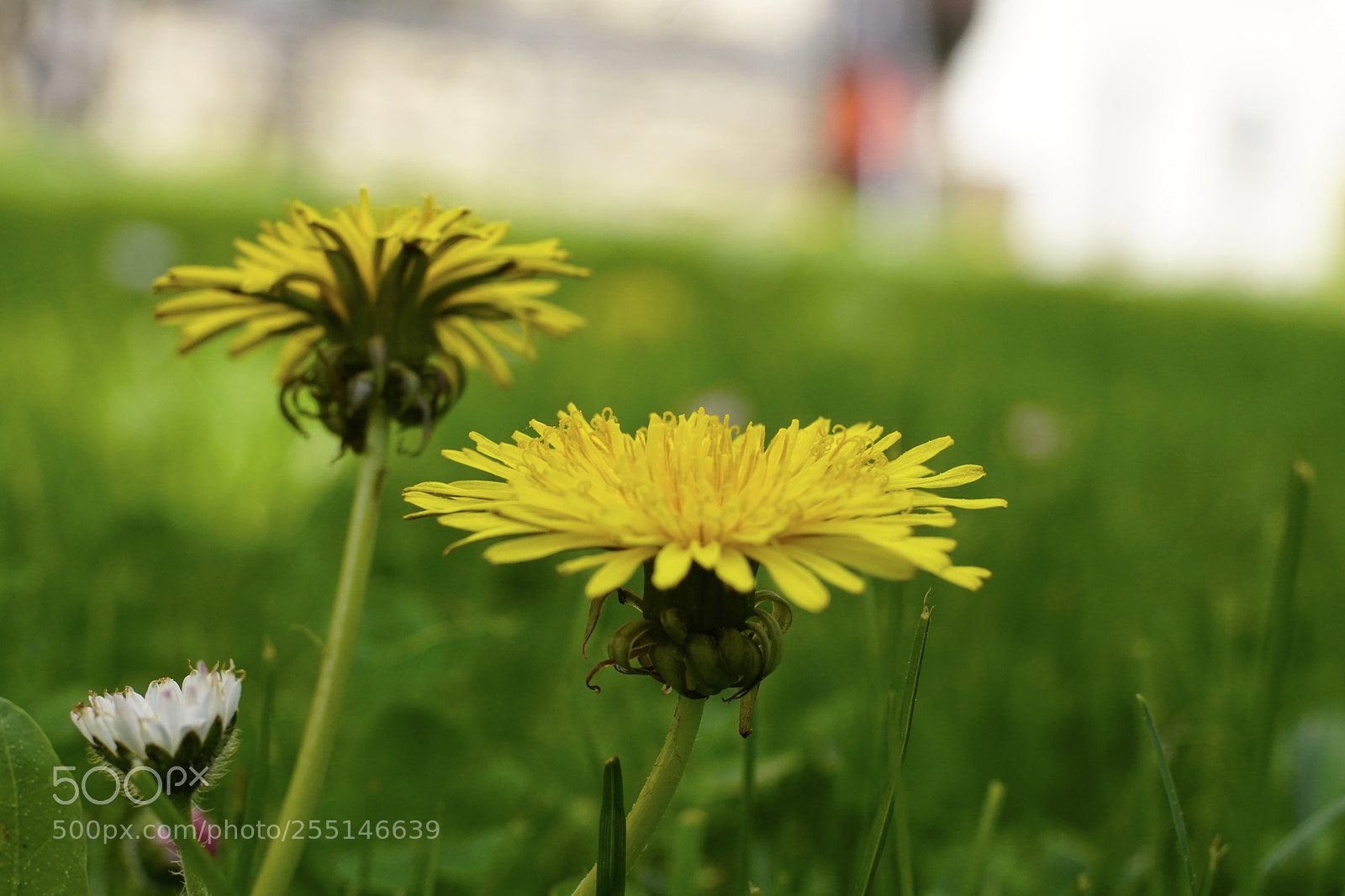 Sony ILCA-77M2 sample photo. Untitled photography