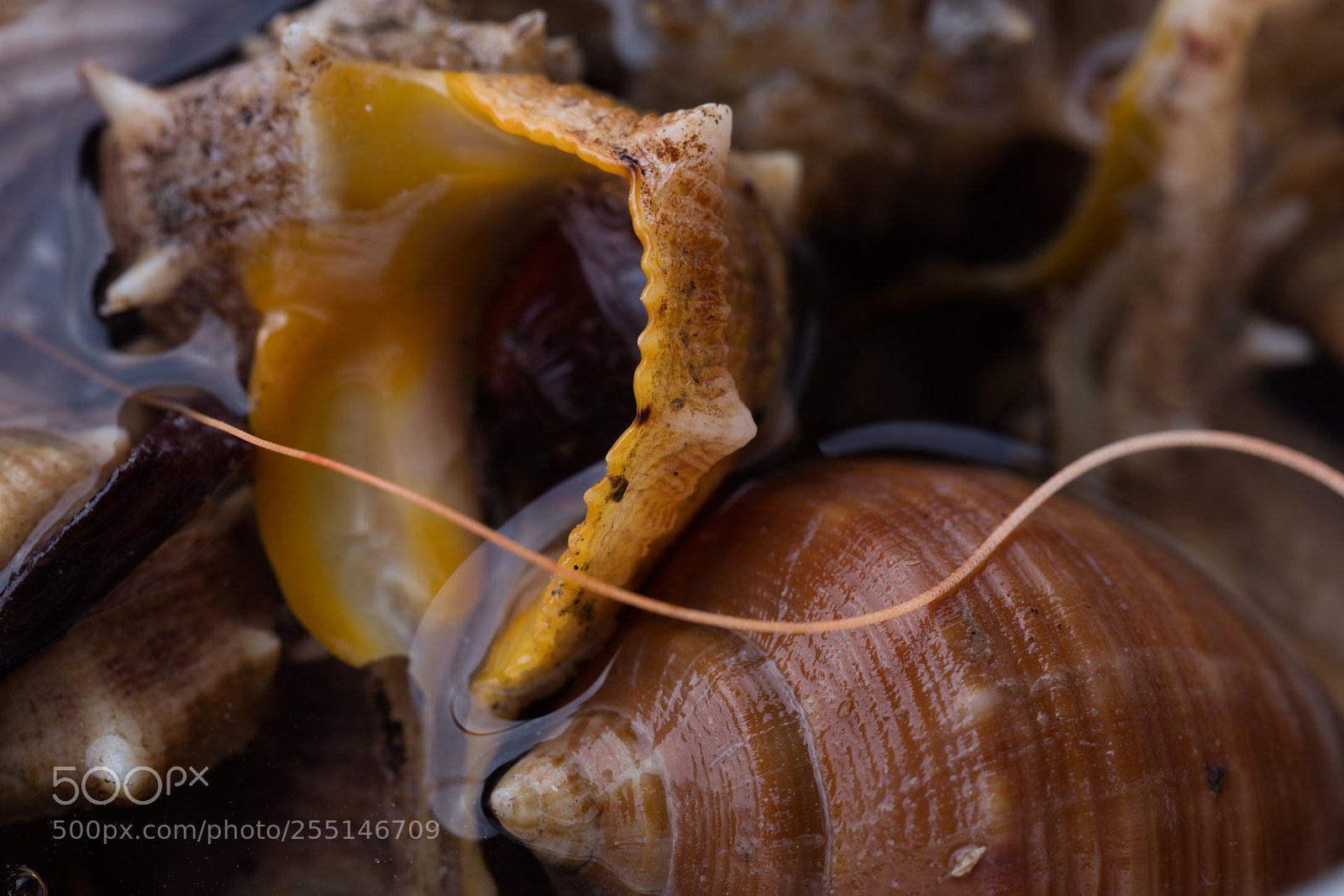 Canon EOS 5DS R sample photo. Sea snail,close up photography