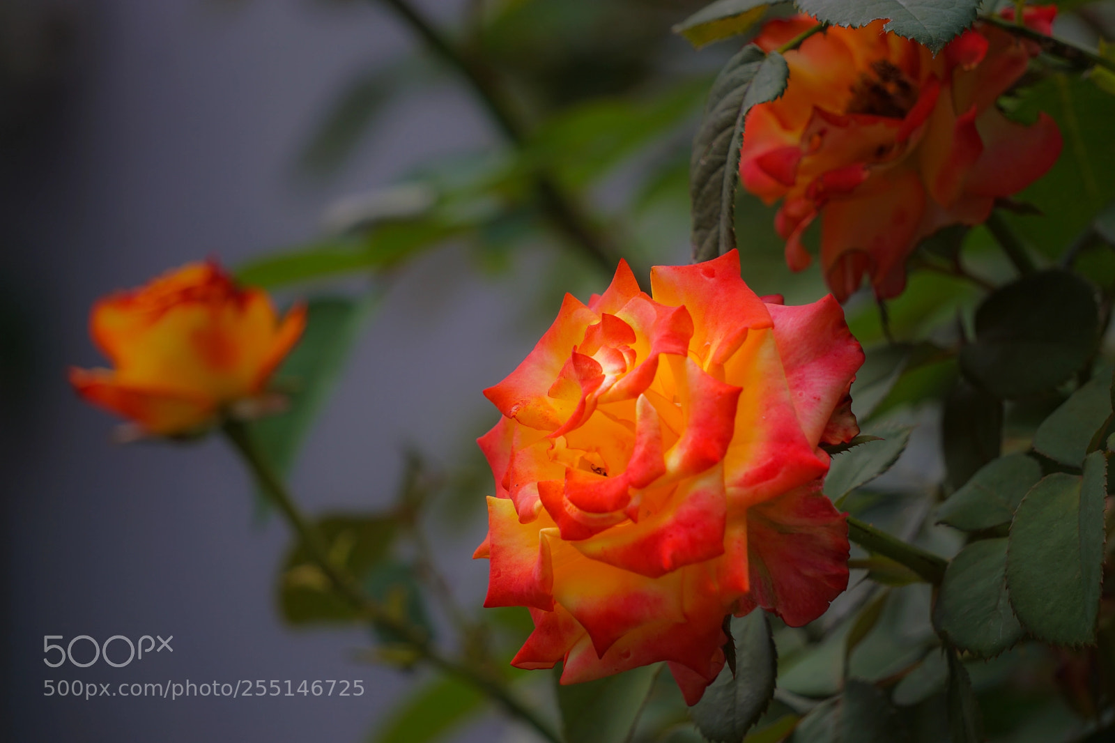 Sony a6000 sample photo. Orange rose photography
