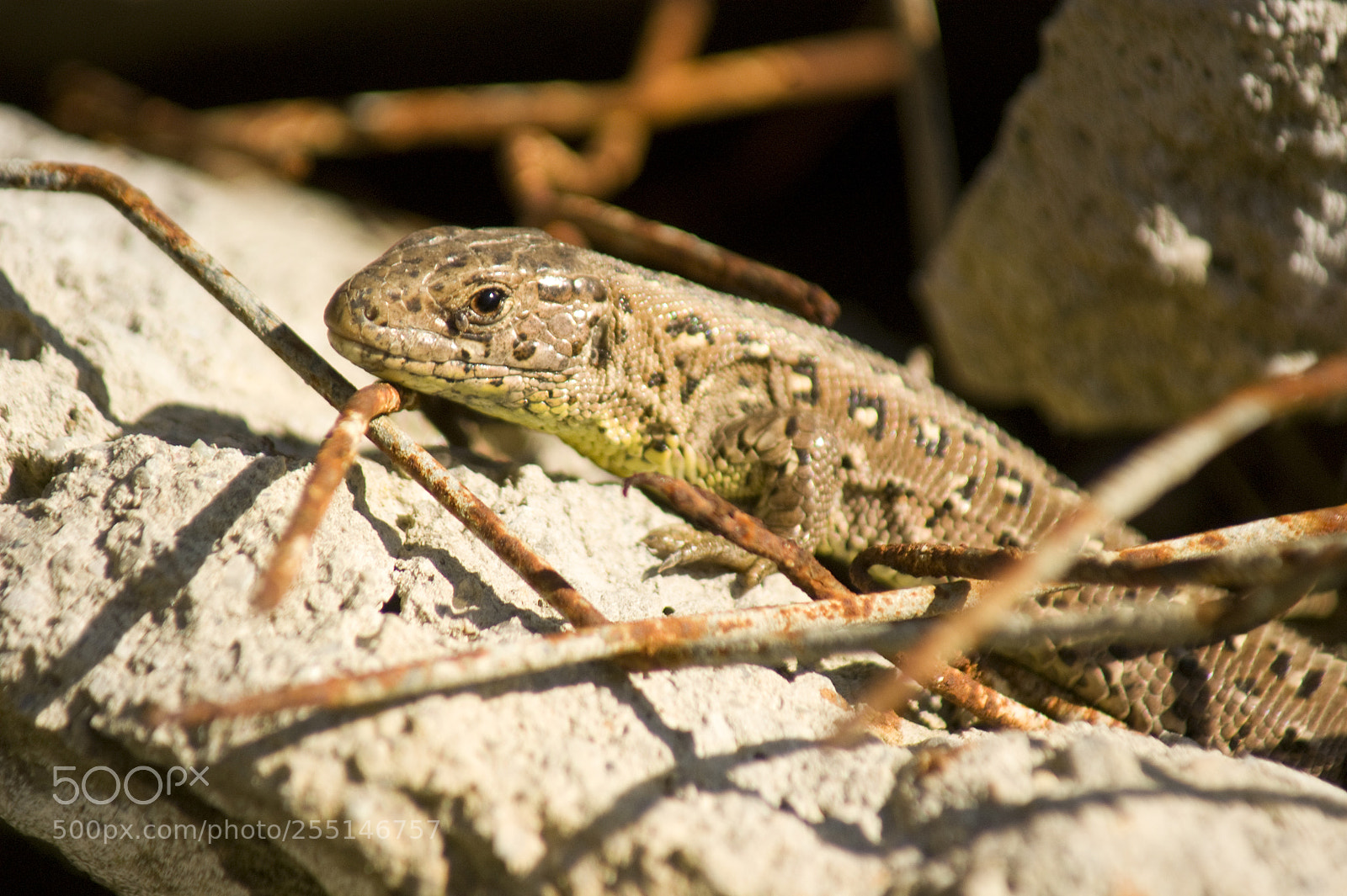 Sony Alpha DSLR-A350 sample photo. Sand lizard photography