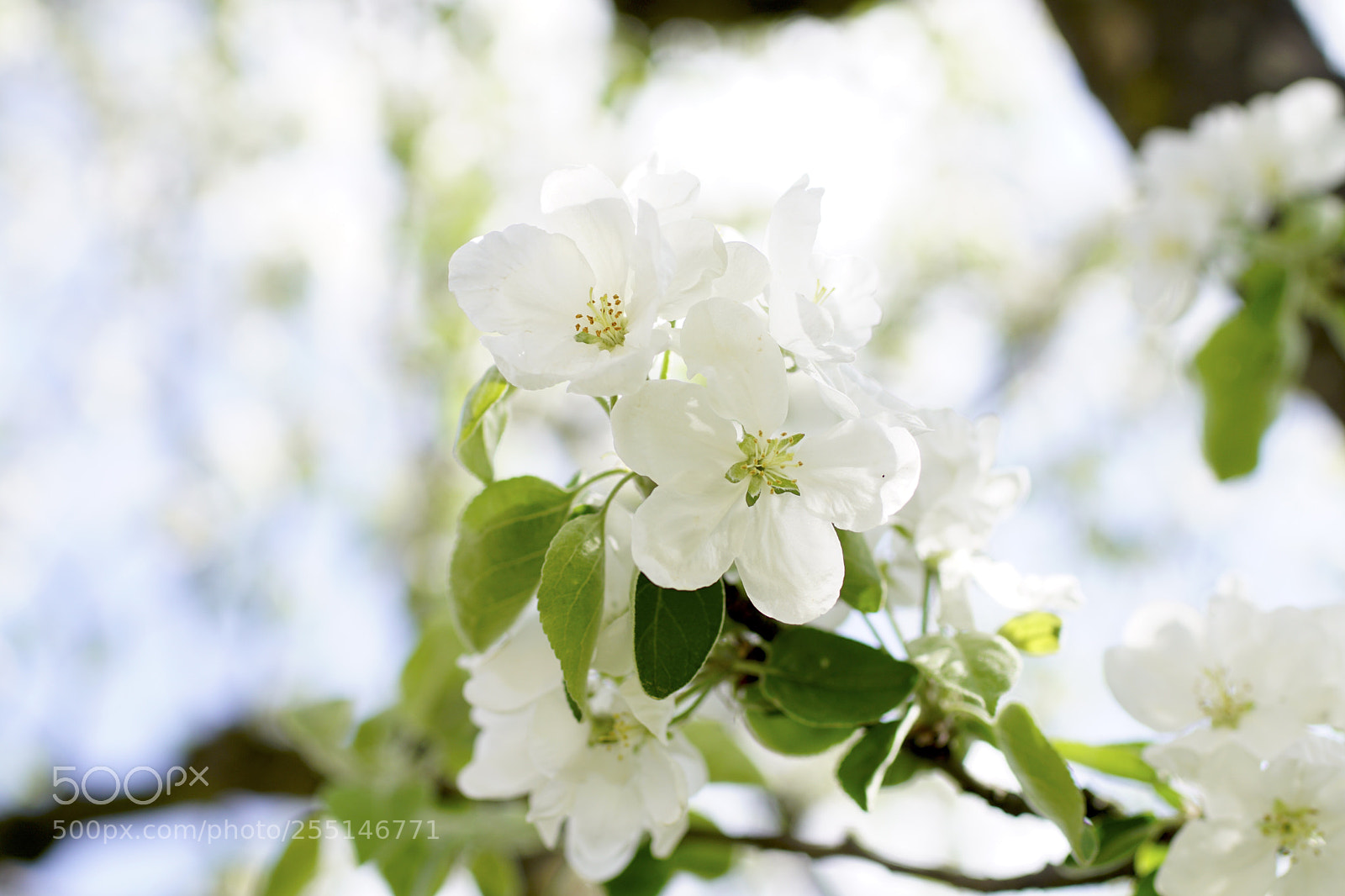 Sony ILCA-77M2 sample photo. Untitled photography