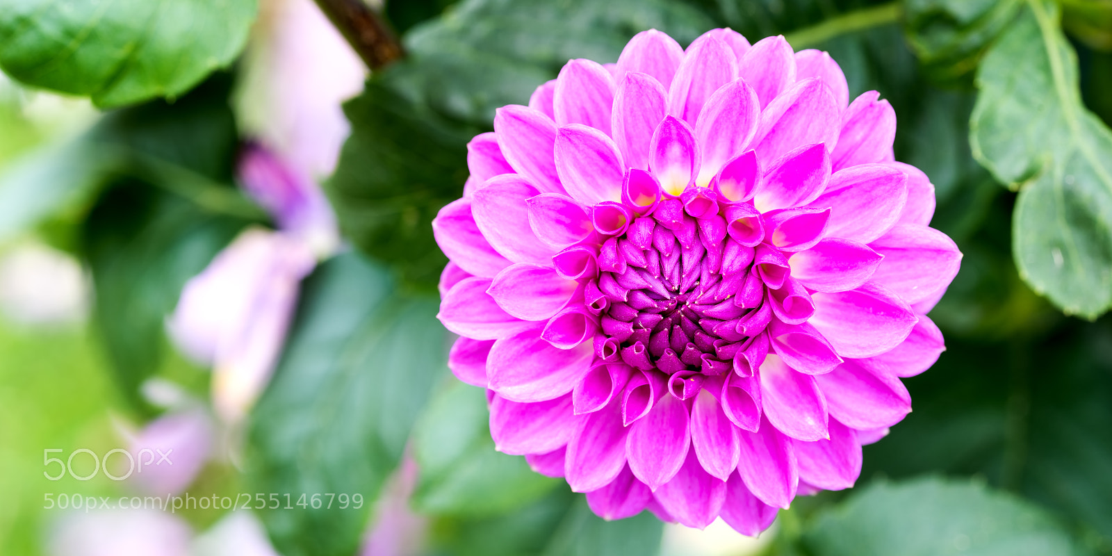 Nikon D810 sample photo. Proud mary photography