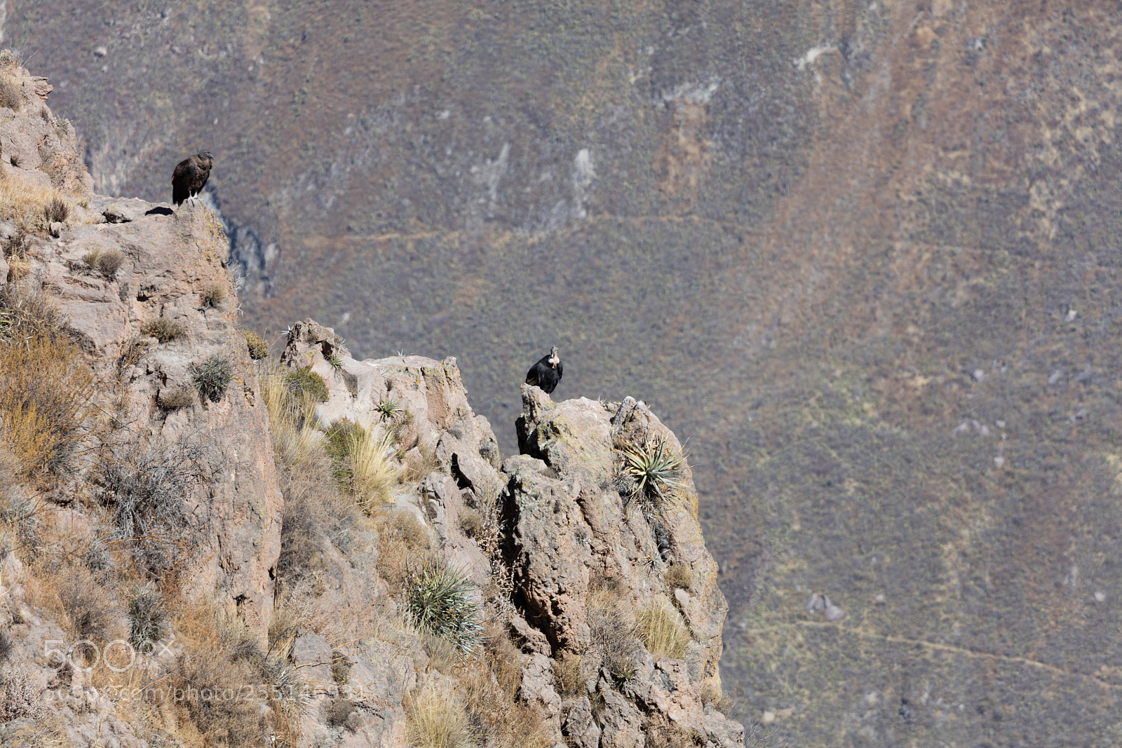 Canon EOS 5DS R sample photo. Condor flying  in peru photography