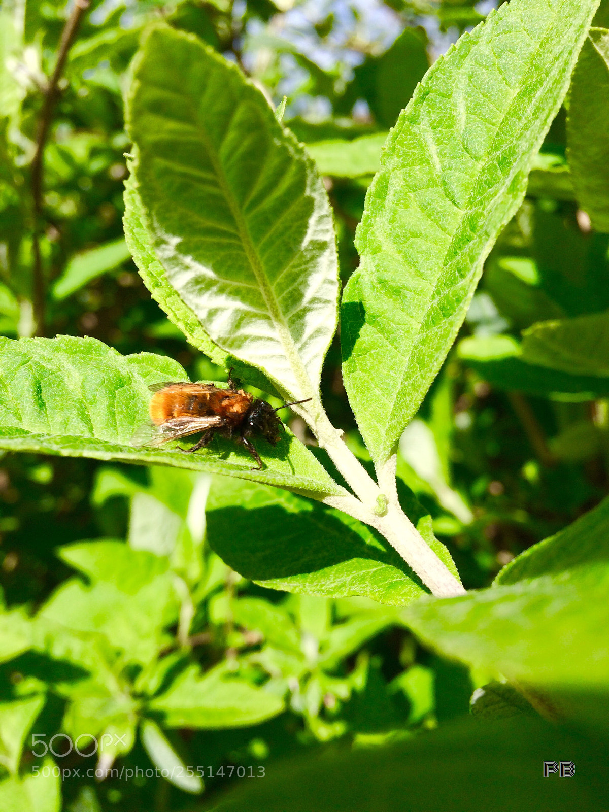Apple iPhone 5s sample photo. Bee ready photography