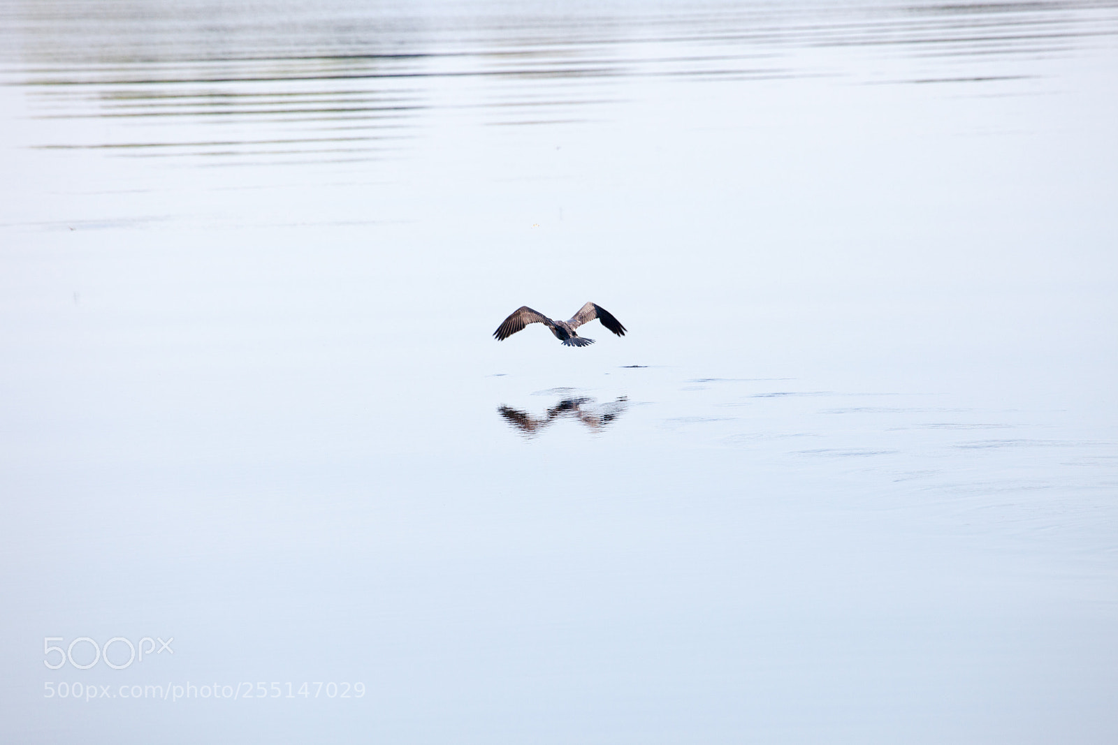 Canon EOS 5D Mark II sample photo. Bird on  amazon photography