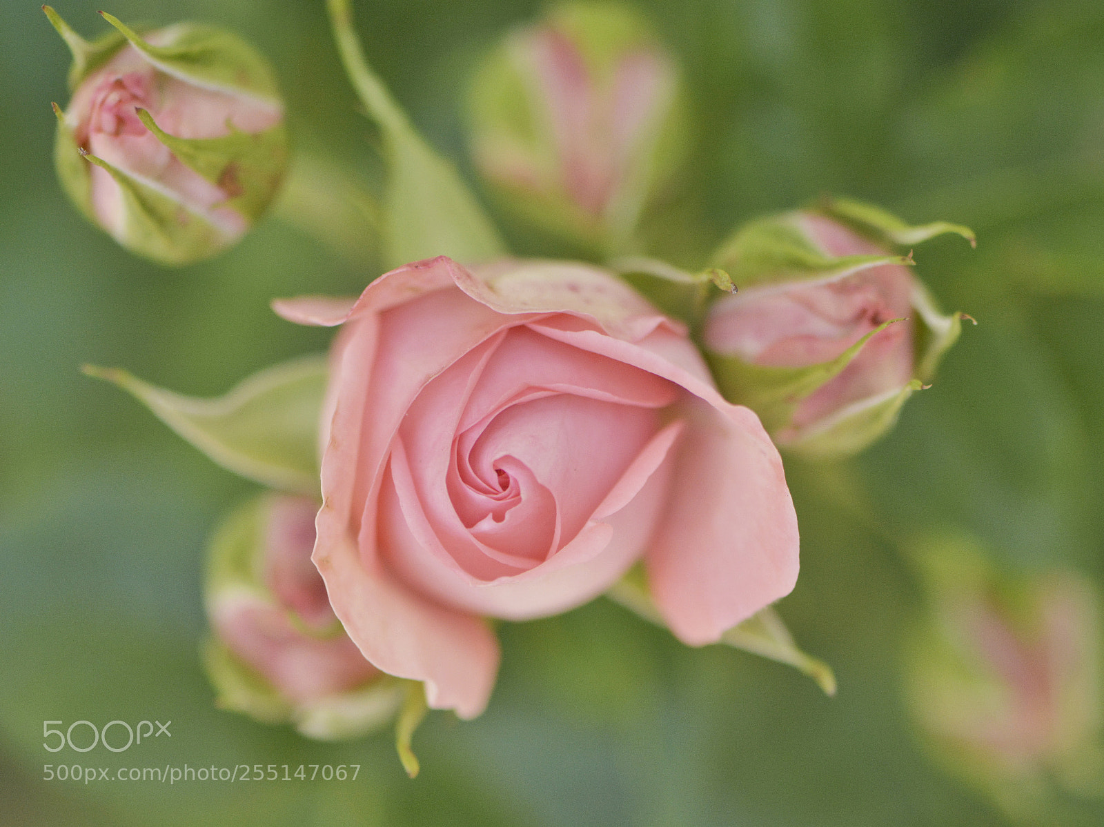 Nikon D7100 sample photo. Chines rose photography