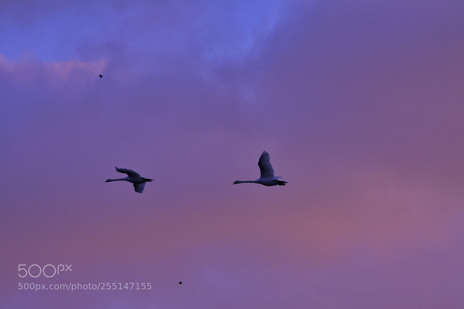 Nikon D7200 sample photo. Violet photography
