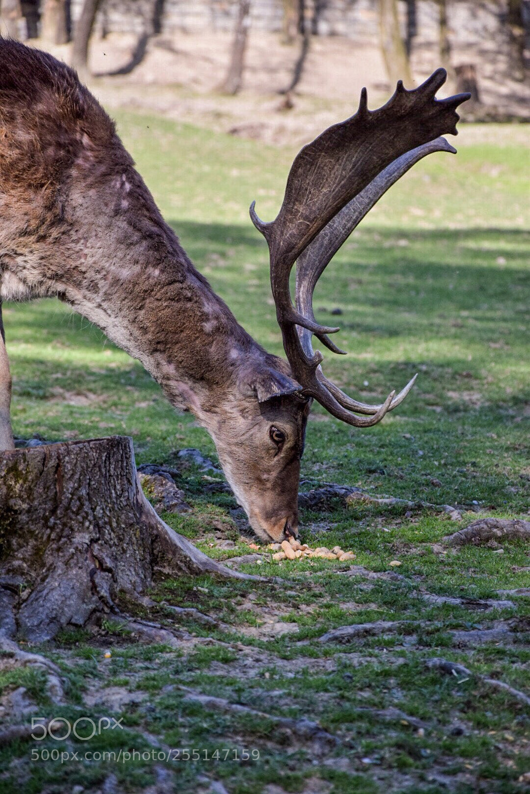 Nikon D5300 sample photo. Dama dama photography