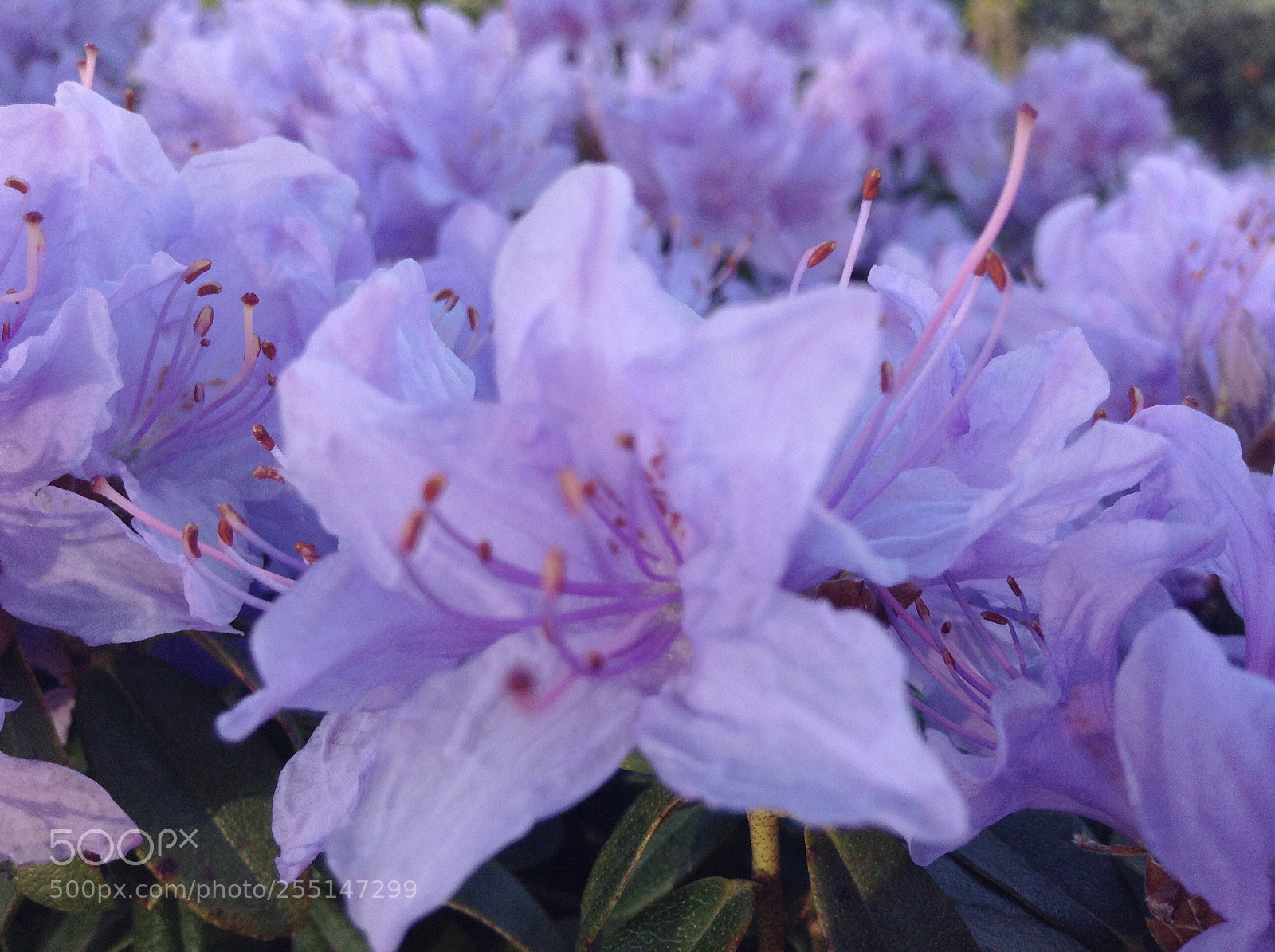 Apple iPod touch sample photo. Purple flower  photography