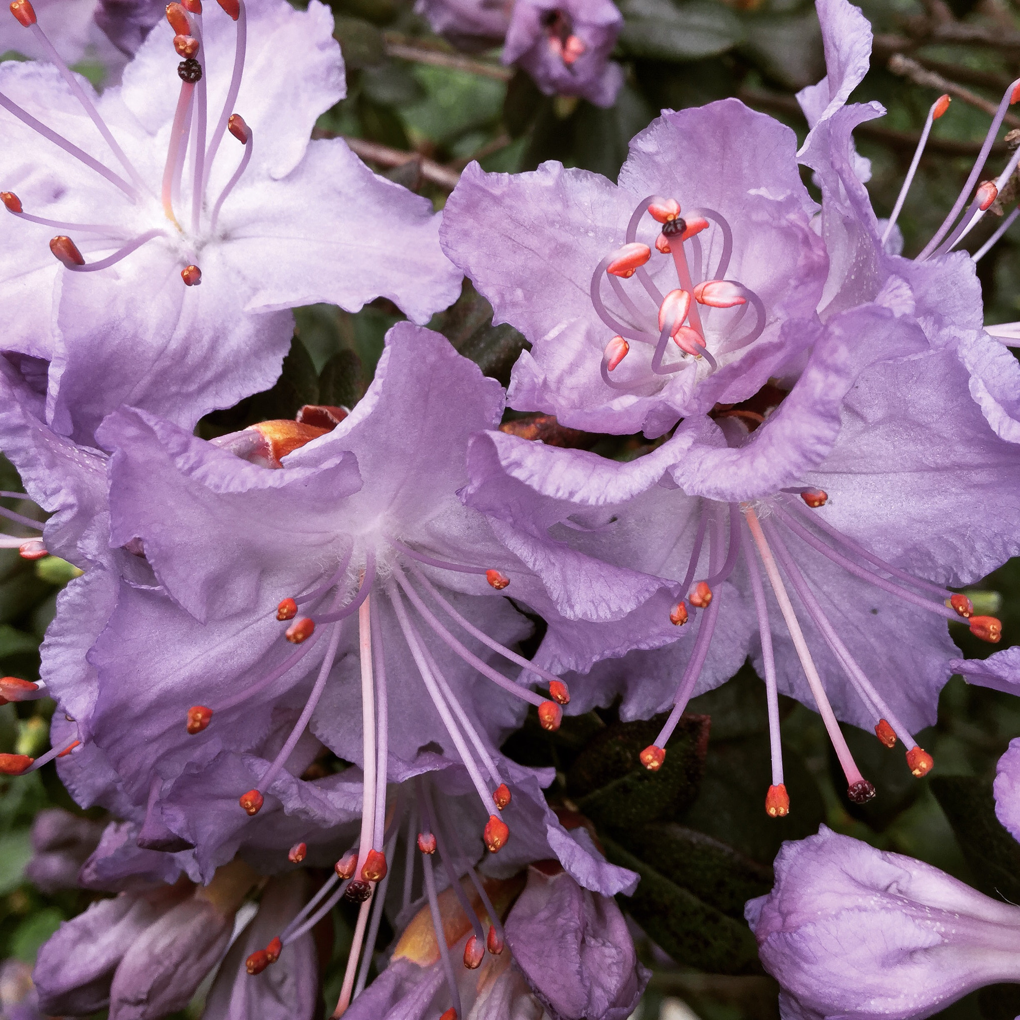 Apple iPad Air 2 sample photo. Flowers  photography