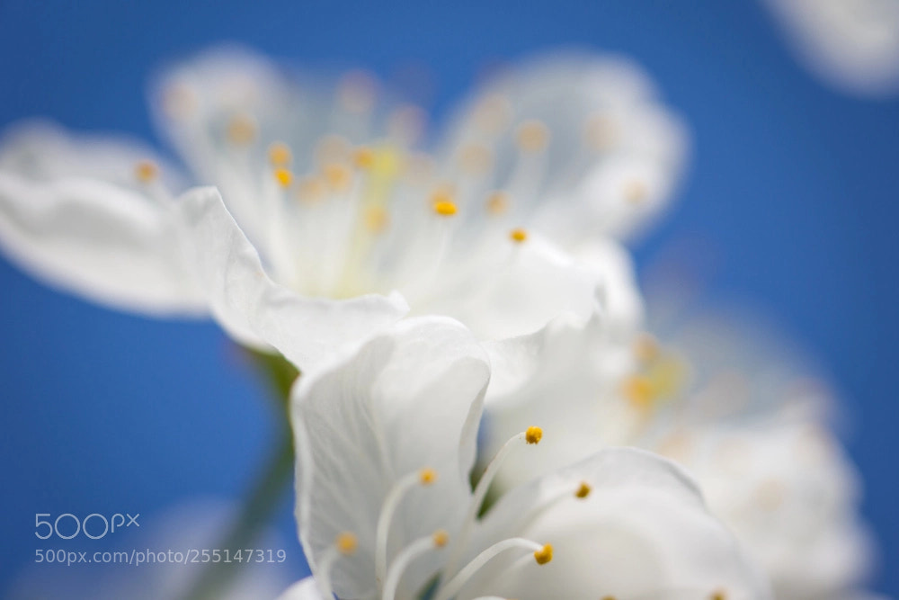 Sony SLT-A77 sample photo. Blooming cherry photography