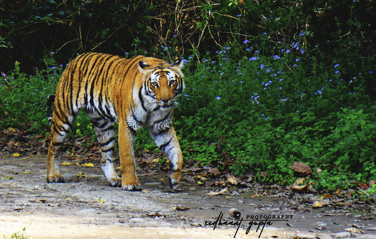 Sony a6000 sample photo. Tigress close encounter photography