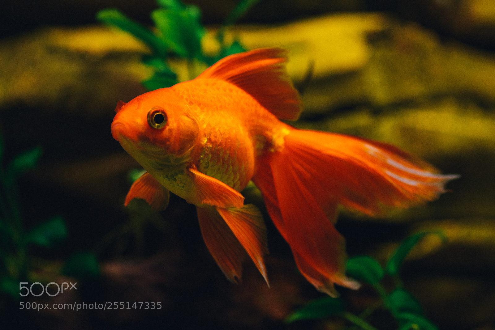 Nikon D800 sample photo. Goldfish in a aquarium photography