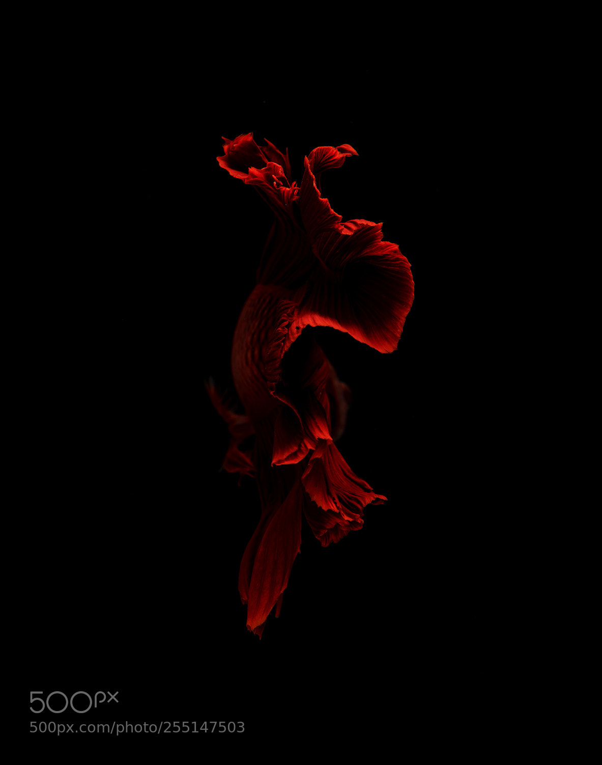 Nikon D850 sample photo. Betta fish on black photography