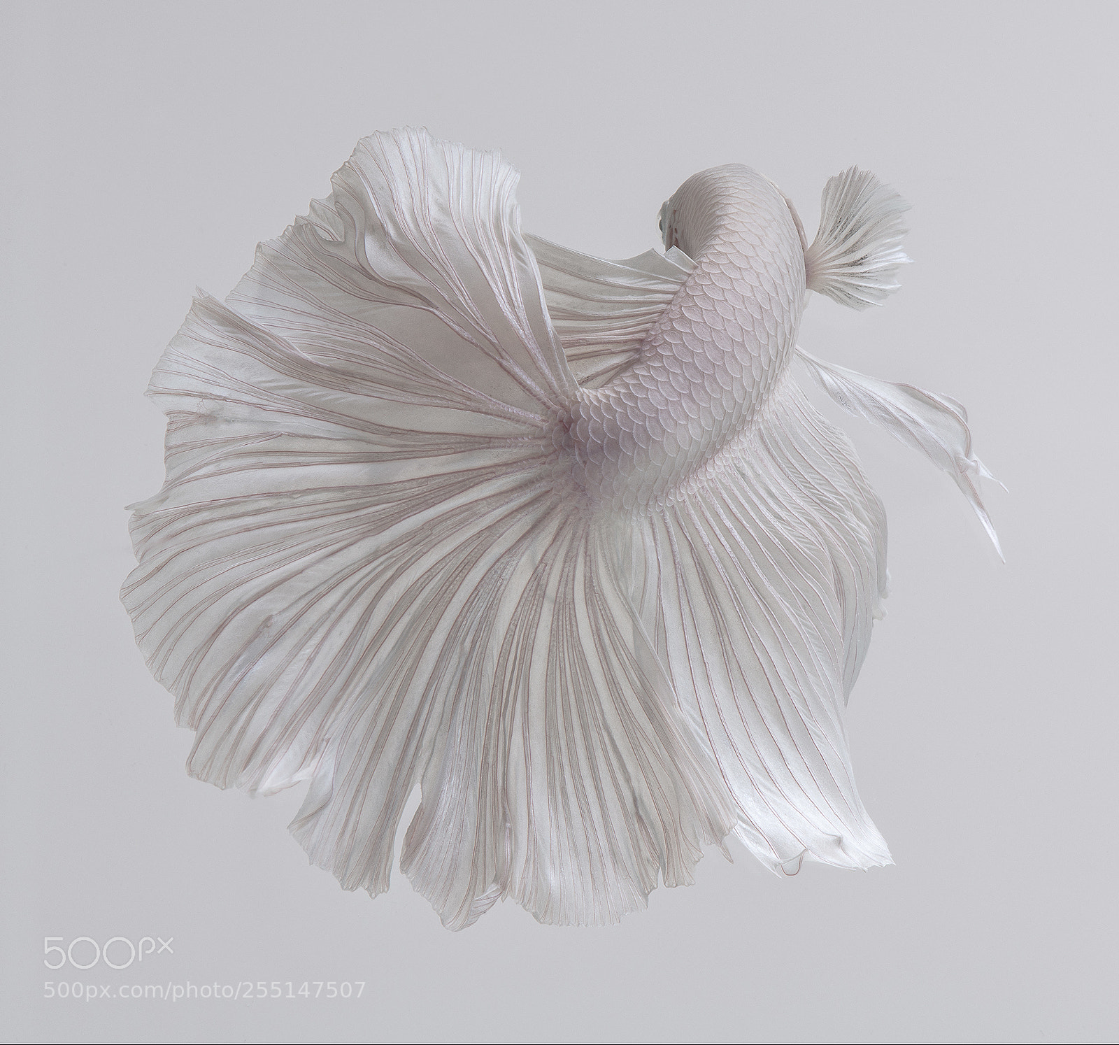 Nikon D850 sample photo. White betta fish photography