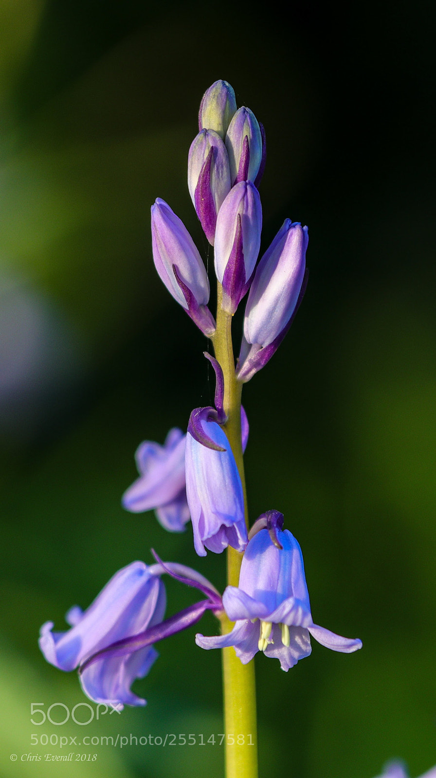 Canon EOS 77D (EOS 9000D / EOS 770D) sample photo. Early morning bluebells. photography