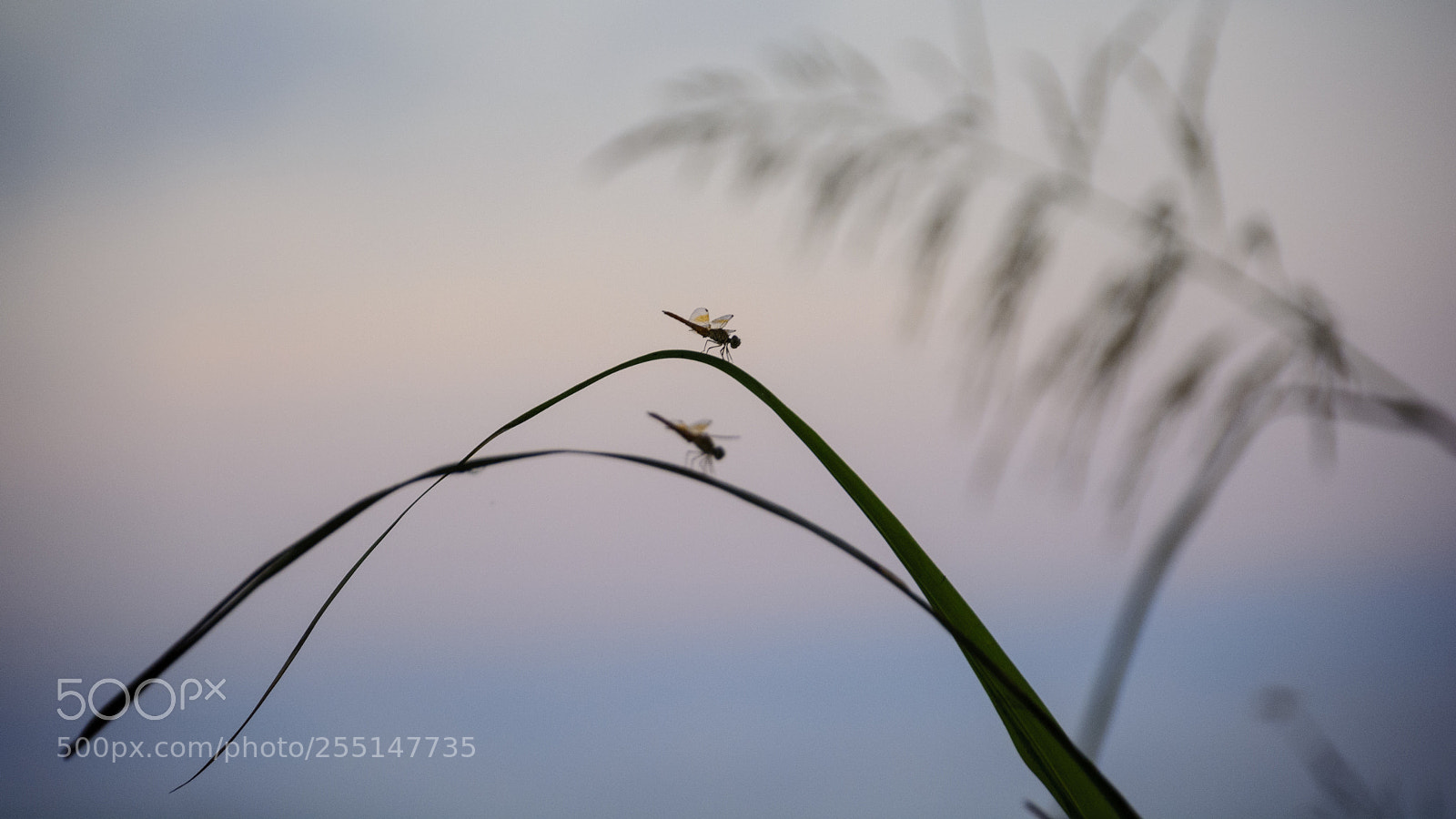 Nikon D5200 sample photo. Chuồn chuồn photography