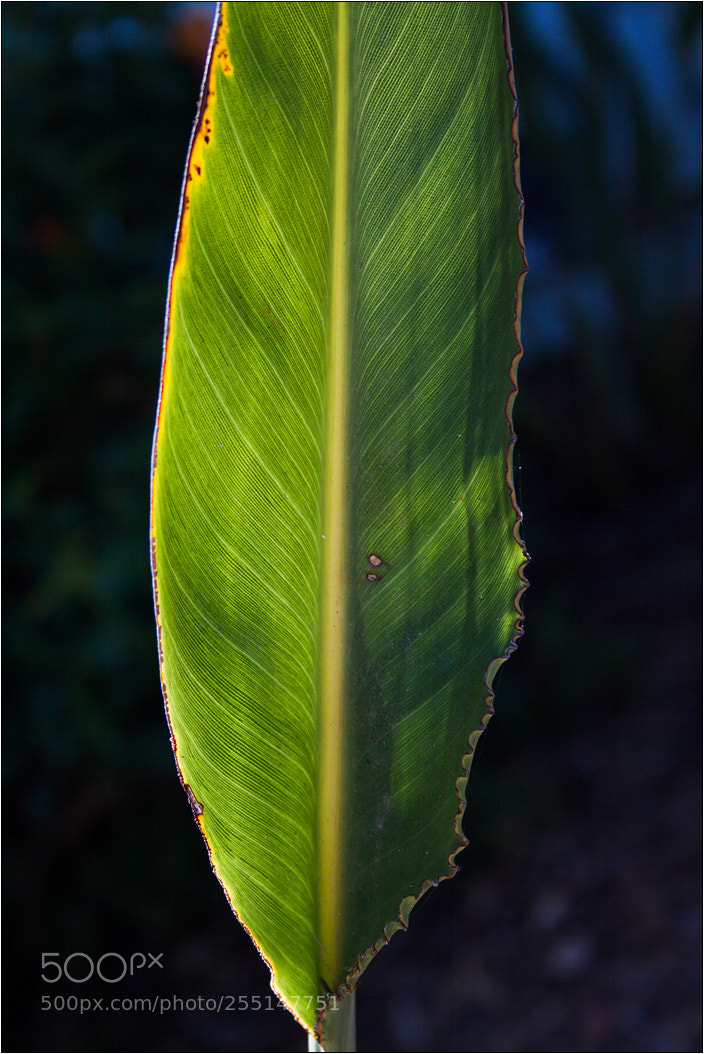 Canon EOS 50D sample photo. List zeleni photography
