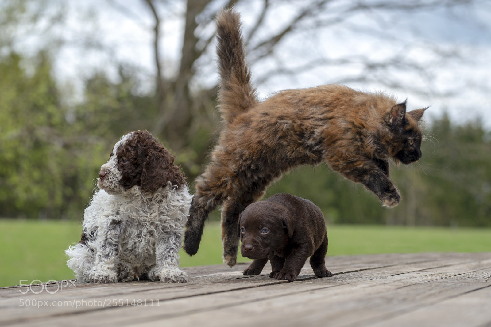 Nikon D4S sample photo. Cute little trio photography