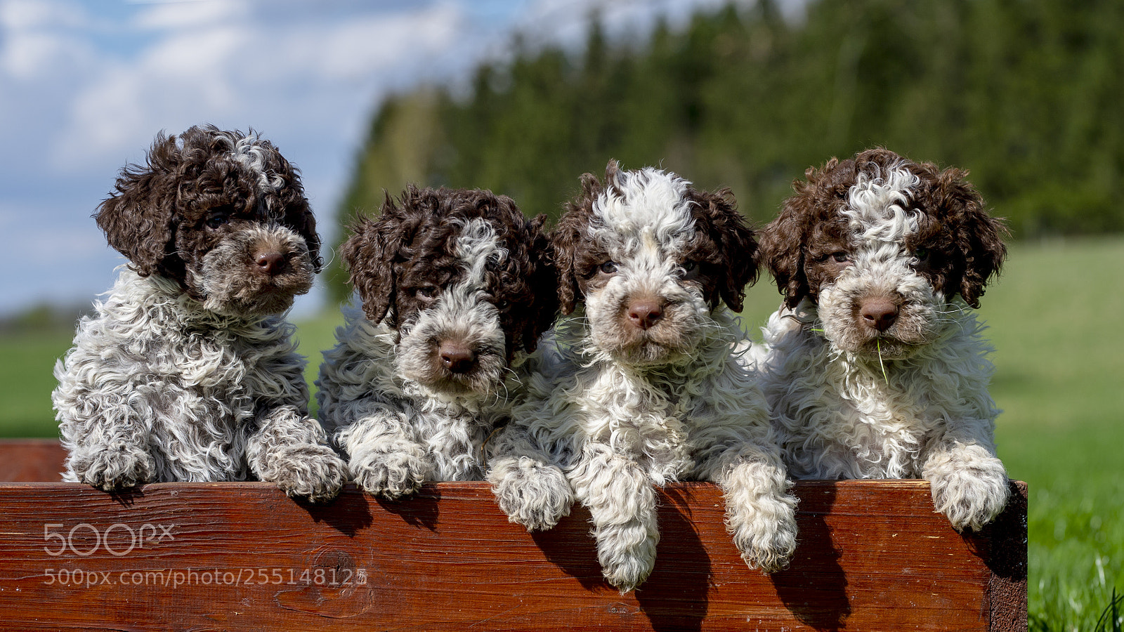 Nikon D4S sample photo. Lagotto family photography
