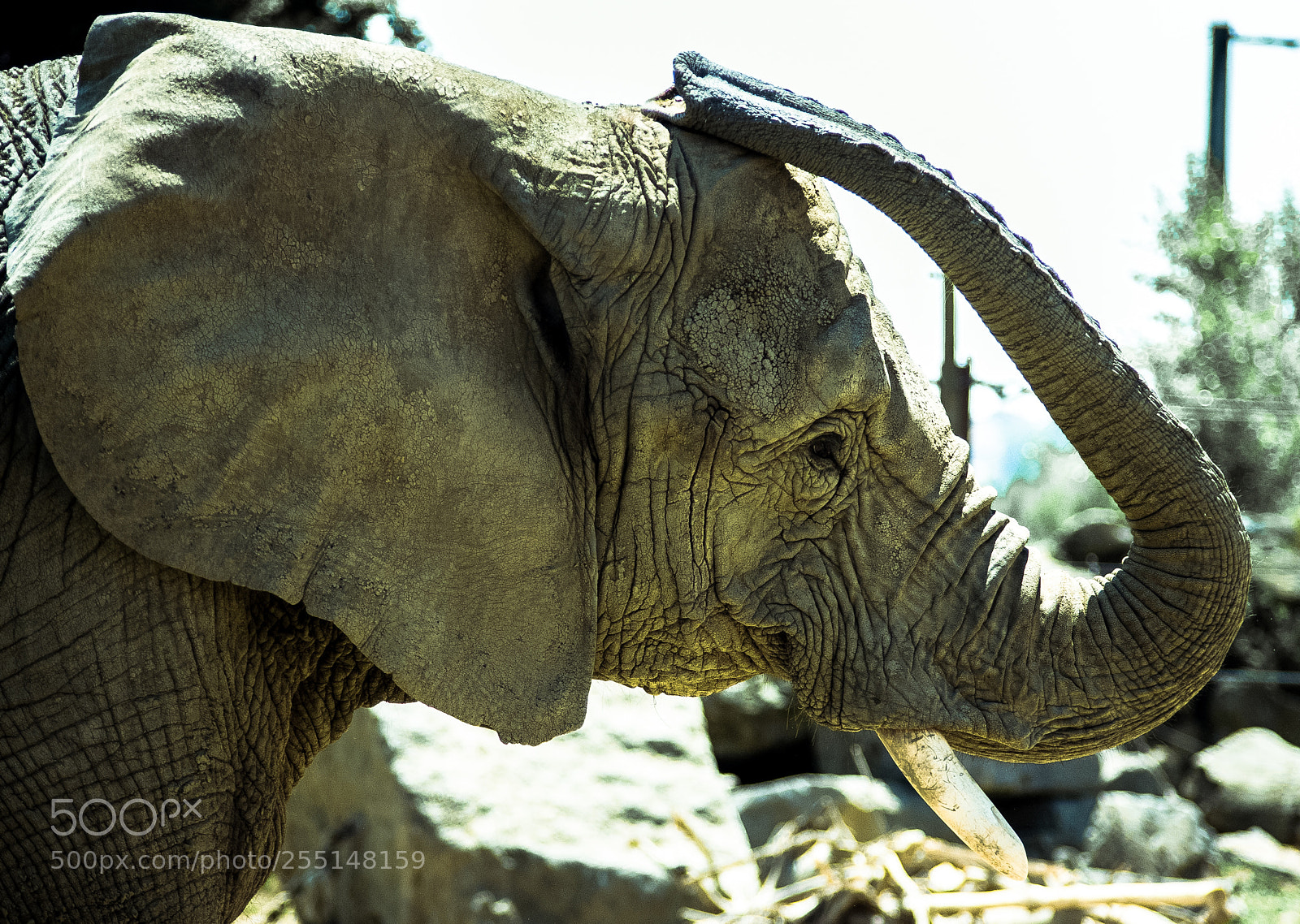 Pentax K-x sample photo. Majestic elephant photography