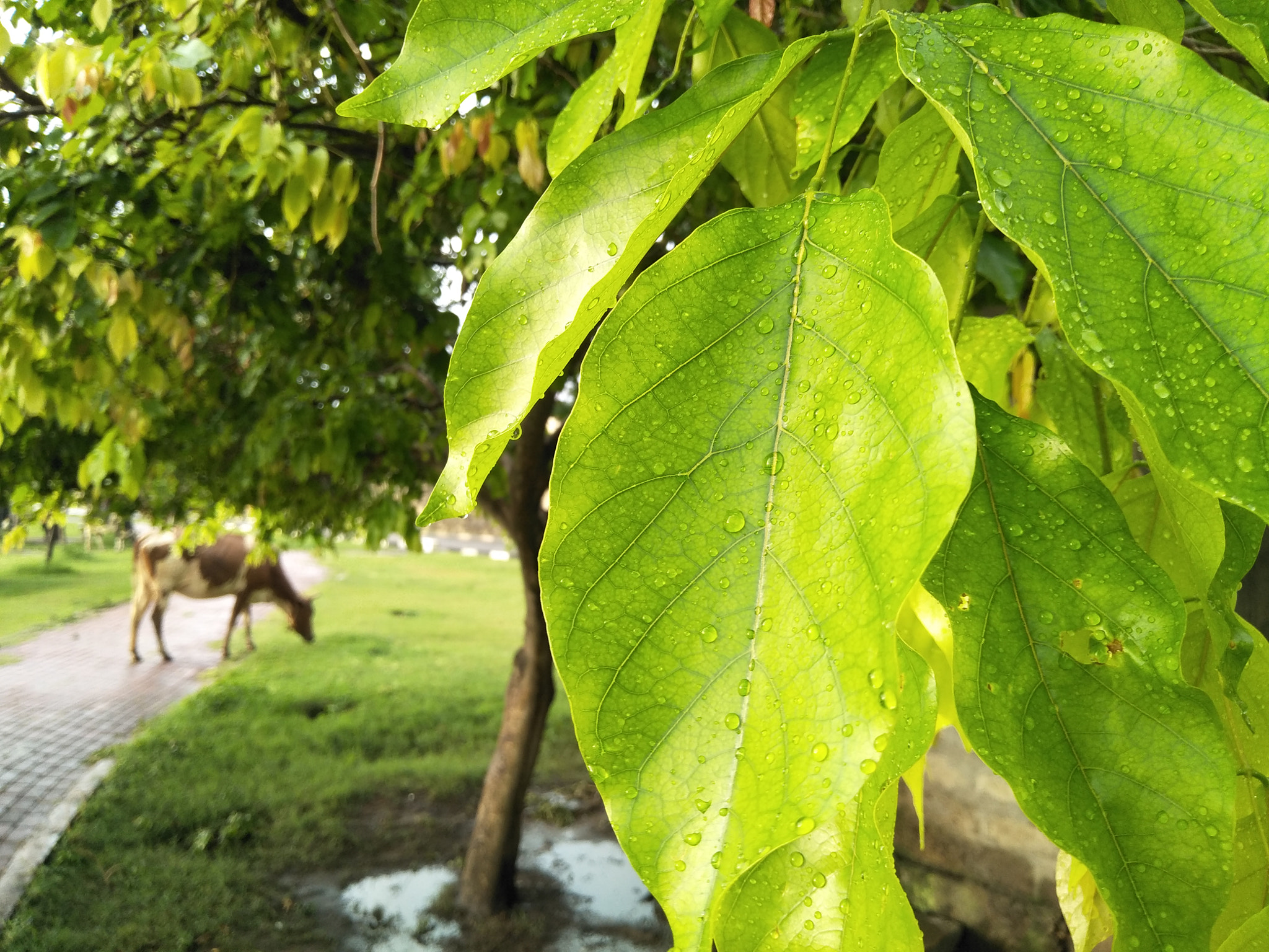 OPPO CPH1701 sample photo
