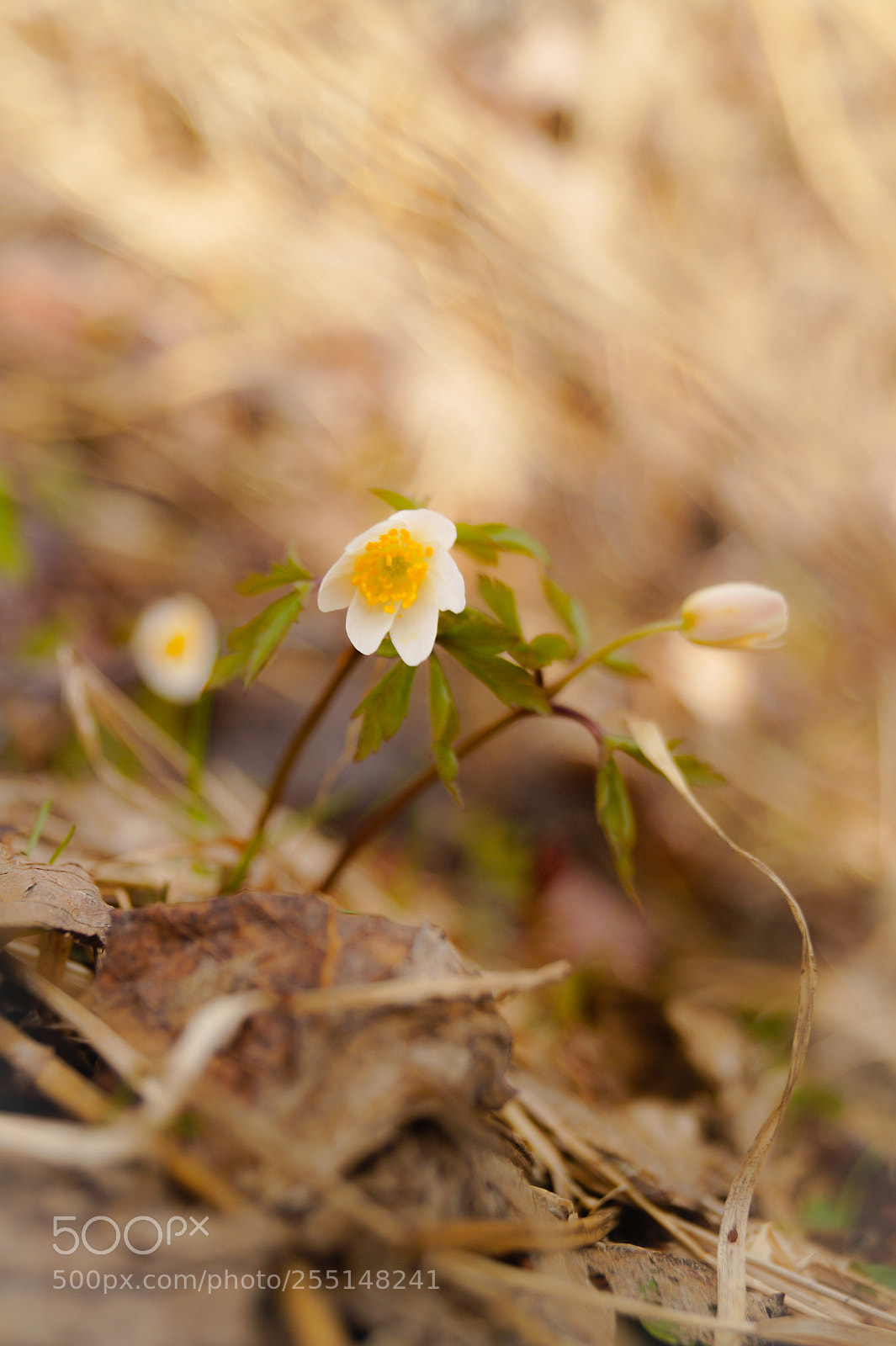 Sony SLT-A58 sample photo. Spring flower photography