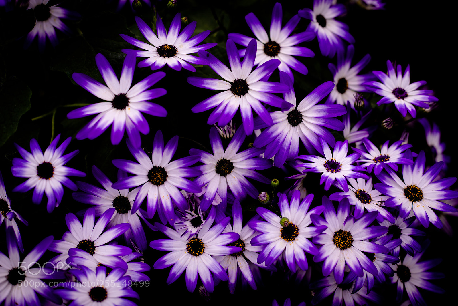 Canon EOS 5D Mark IV sample photo. Purple wall photography