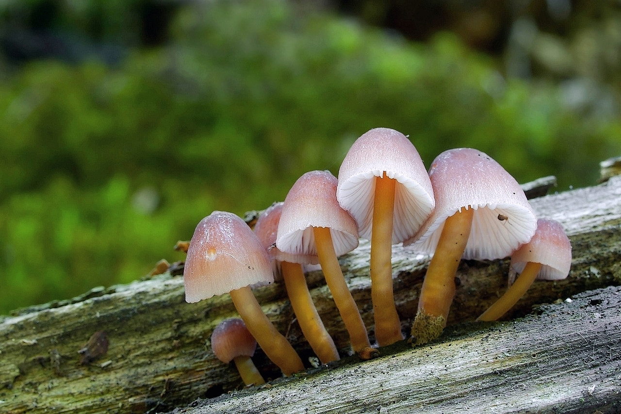 Olympus E-330 (EVOLT E-330) sample photo. Mycena renati ( beatiful bonnet) photography