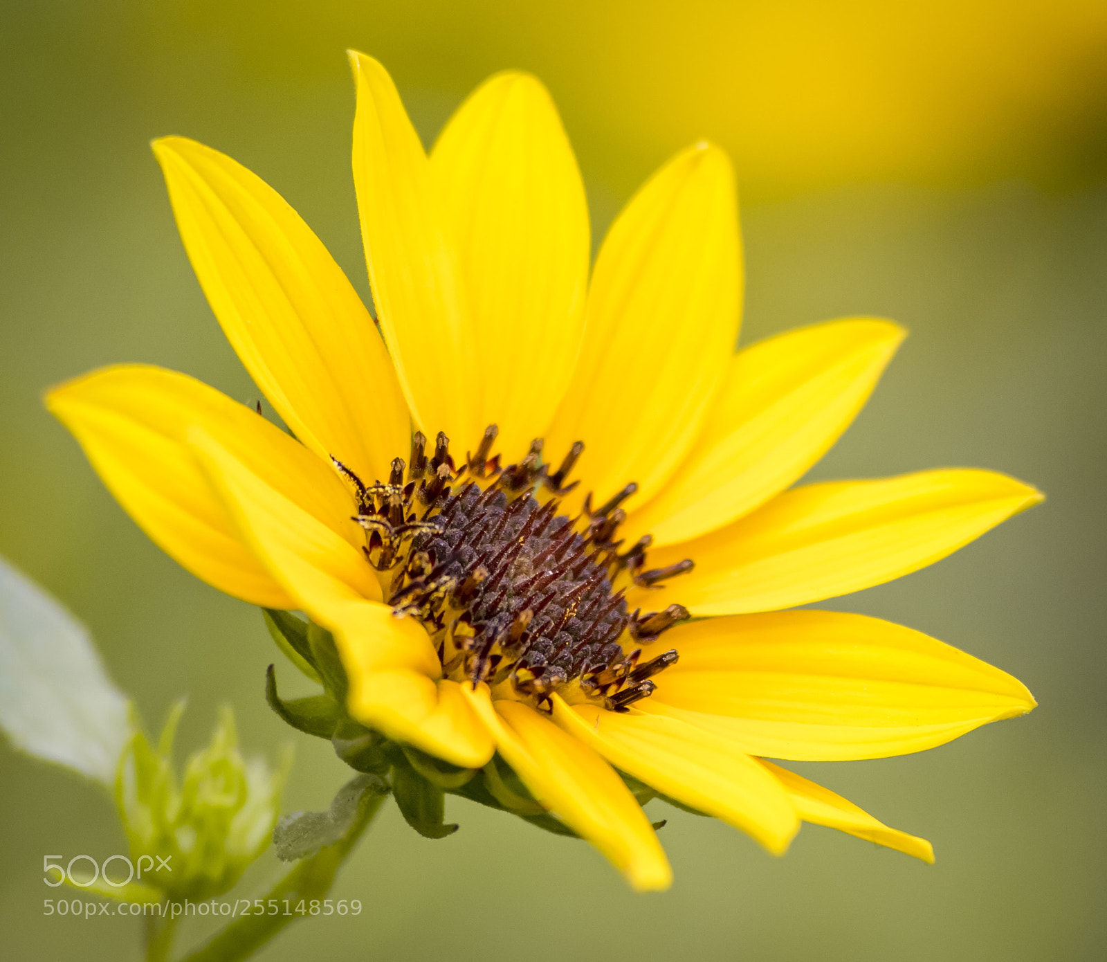 Nikon D5300 sample photo. Flower photography