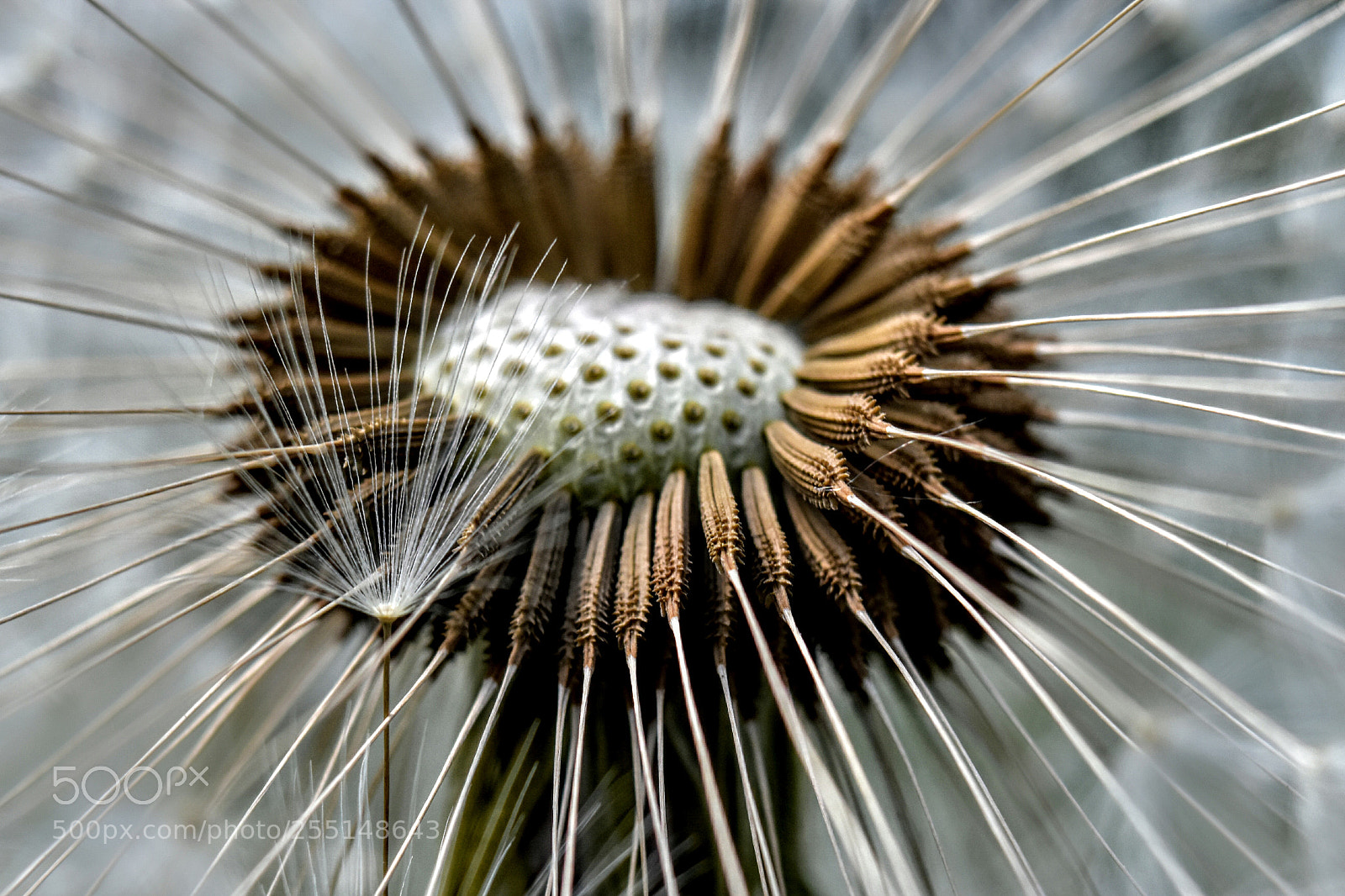 Nikon D5600 sample photo. Small wonders photography