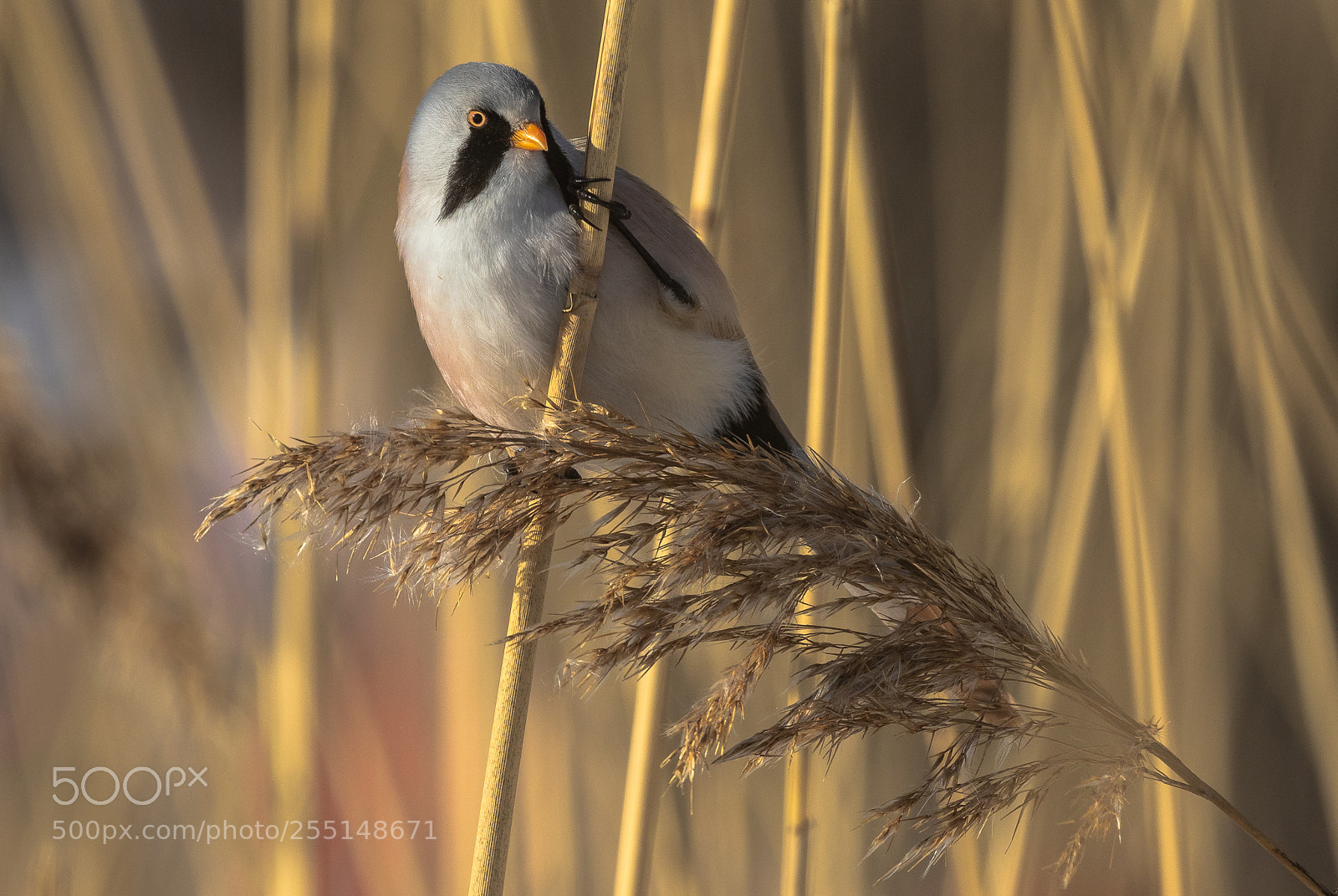 Canon EOS 7D Mark II sample photo. Bearded bird photography