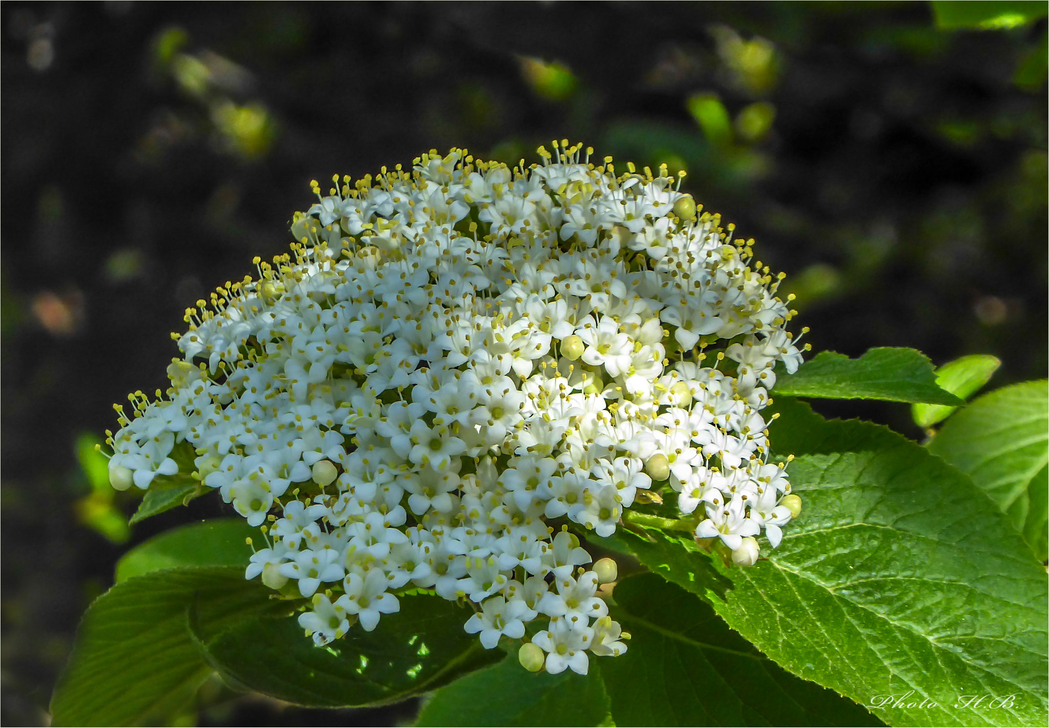 Panasonic DMC-TZ71 sample photo. Light and shadow  -  viburnum latana photography