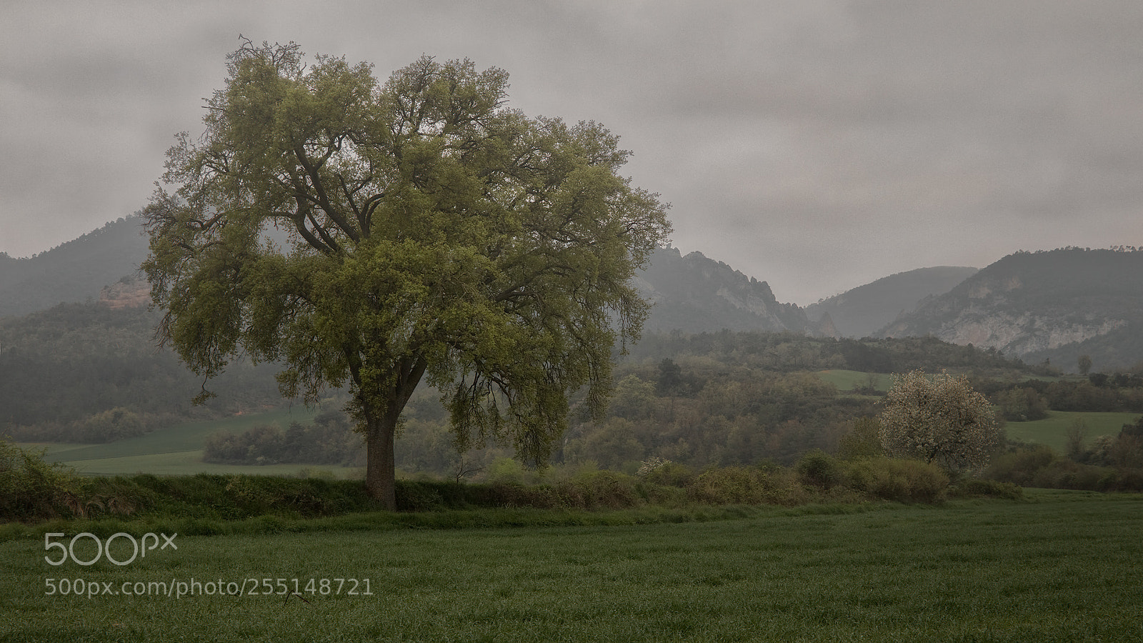 Canon EOS 70D sample photo. Tree photography