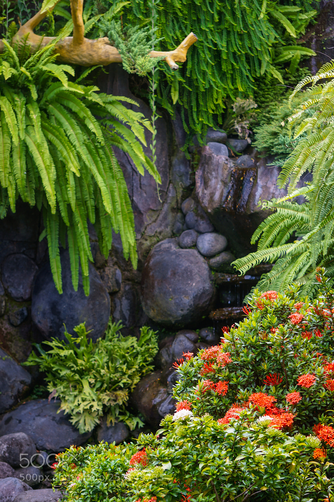 Sony a6000 sample photo. Garden corner photography