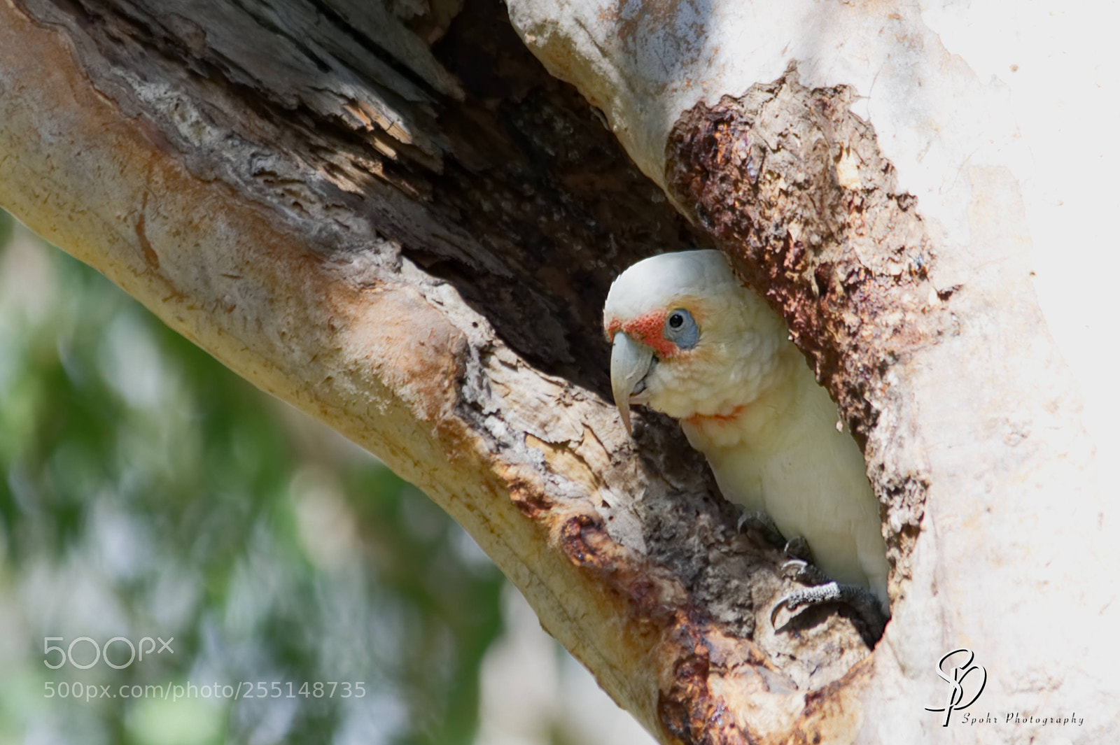 Nikon D500 sample photo. Little corella cacatua sanguinea photography