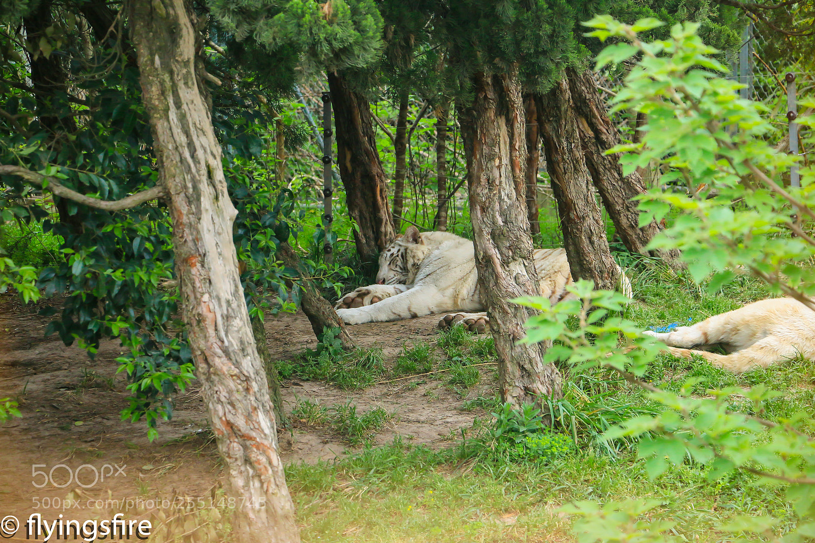 Canon EOS 70D sample photo. 上海动物园成片 photography