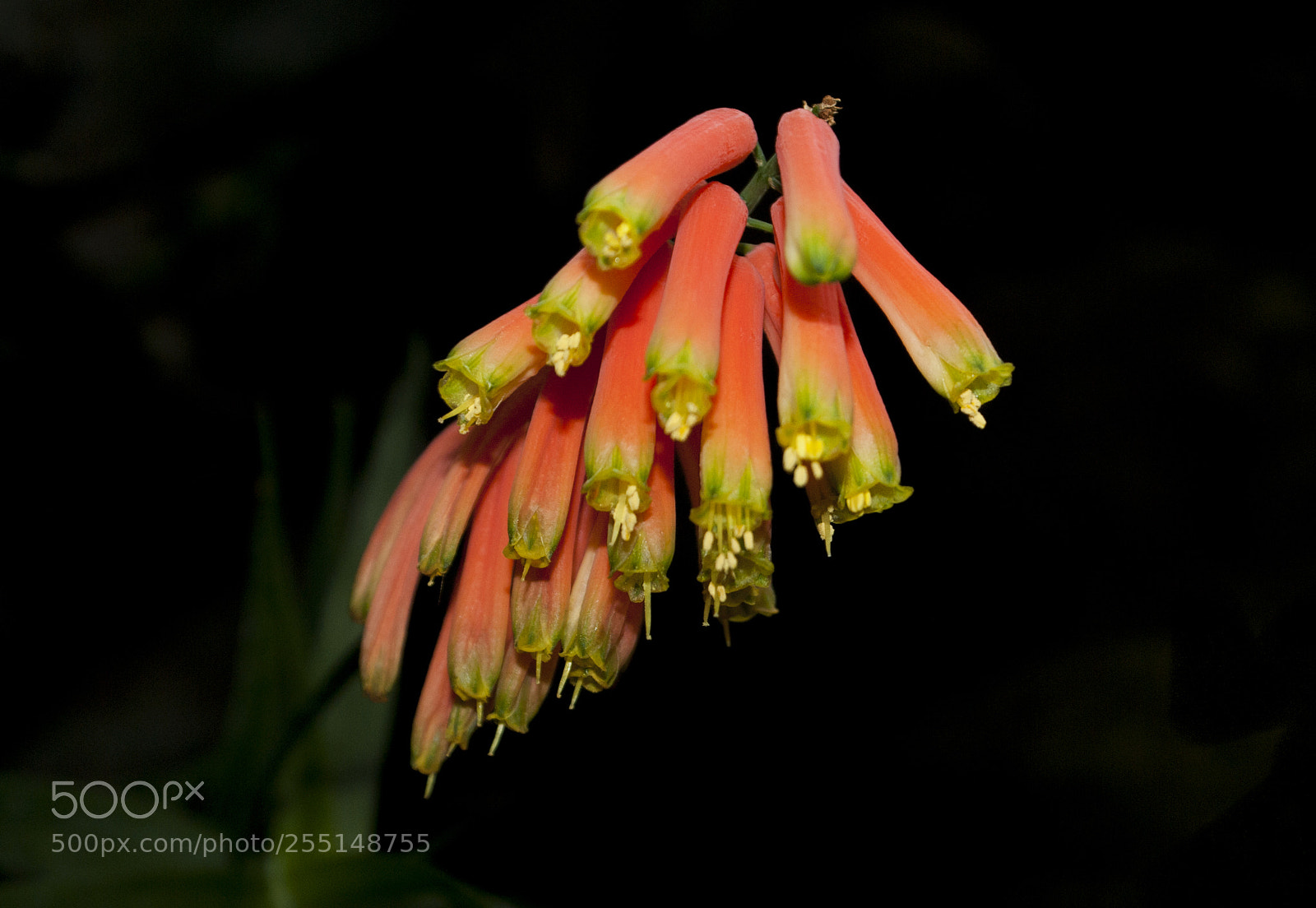 Sony Alpha DSLR-A100 sample photo. Cactus flower in the photography