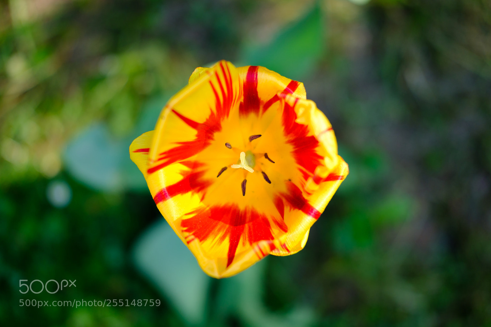 Fujifilm X-T20 sample photo. Tulip photography