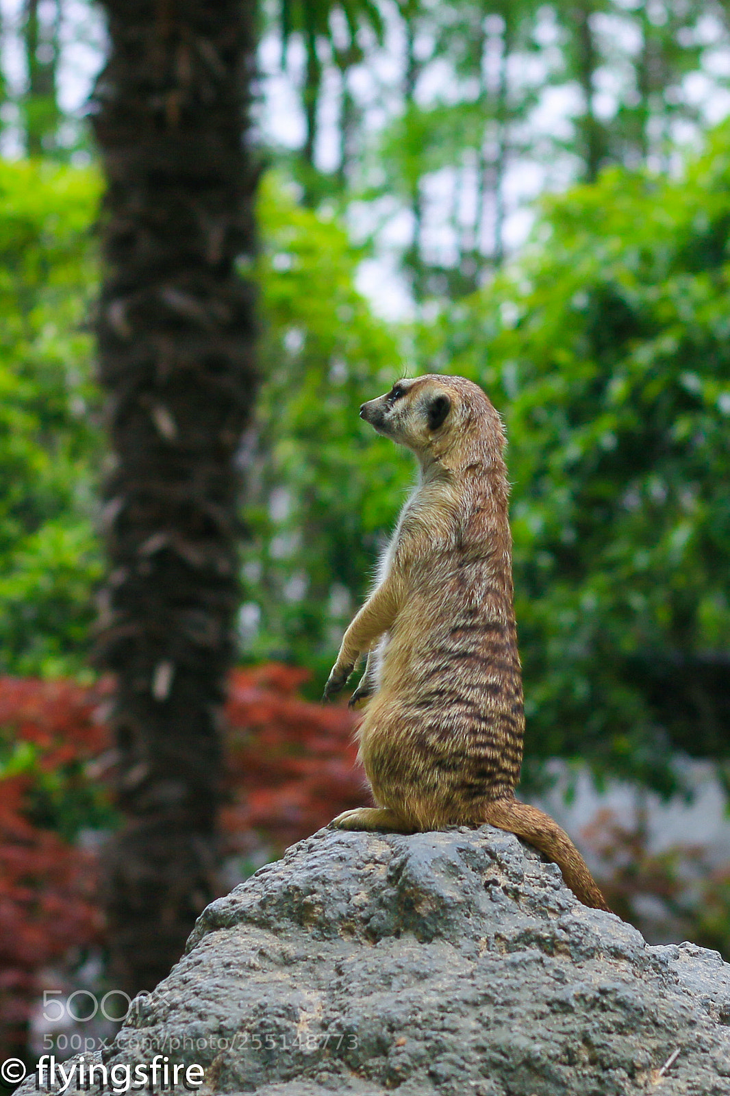 Canon EOS 70D sample photo. 上海动物园成片 photography