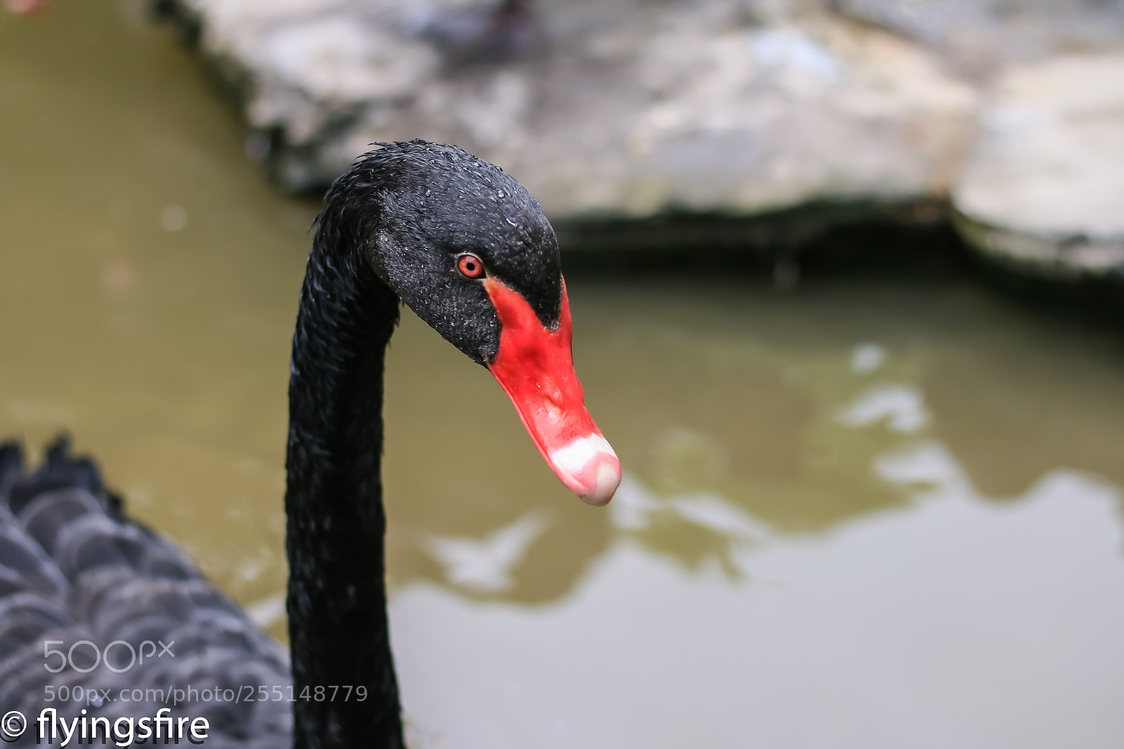 Canon EOS 70D sample photo. 上海动物园成片 photography