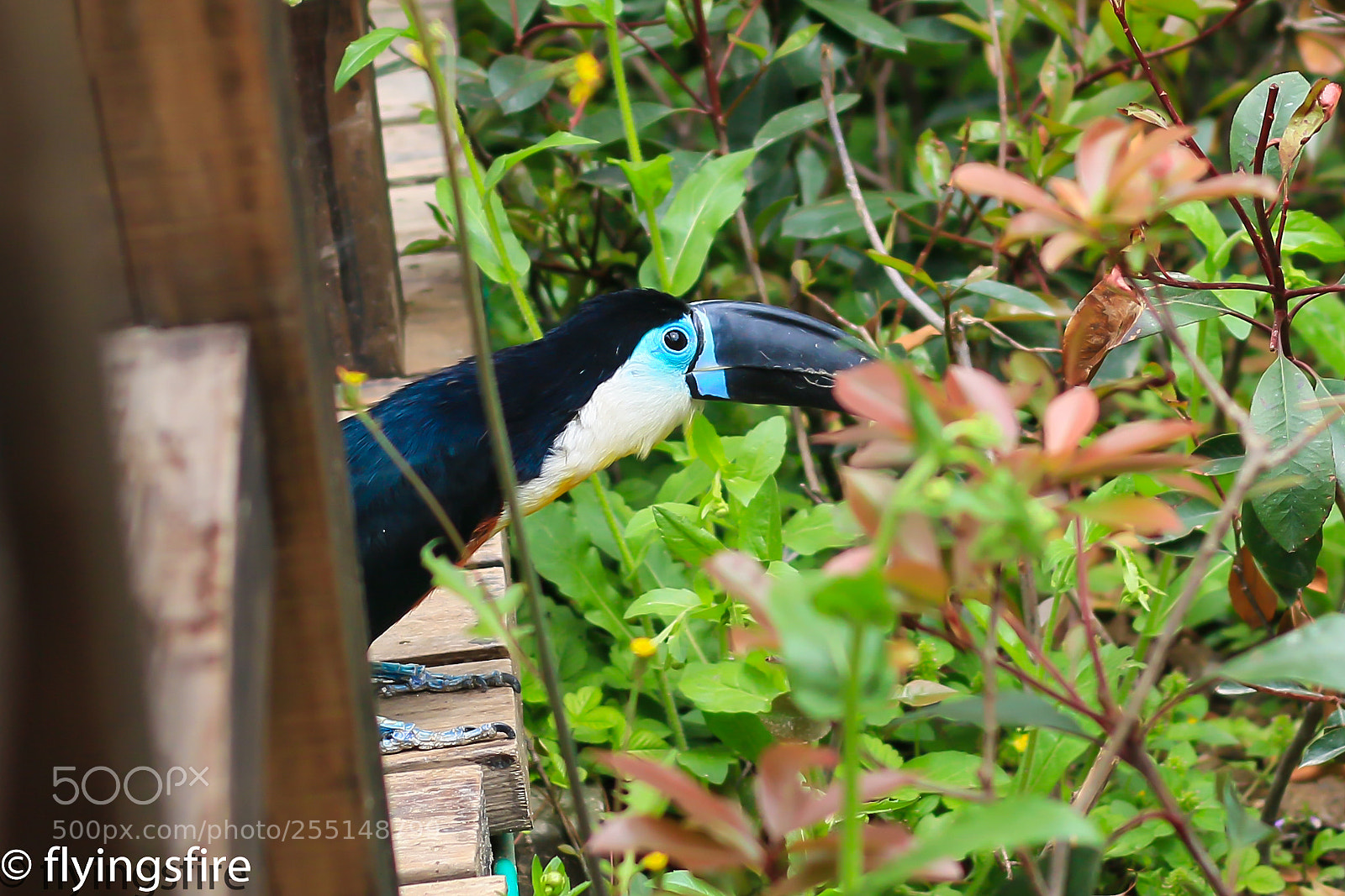 Canon EOS 70D sample photo. 上海动物园成片 photography