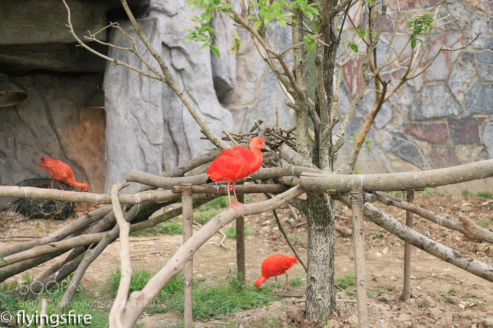 Canon EOS 70D sample photo. 上海动物园成片 photography