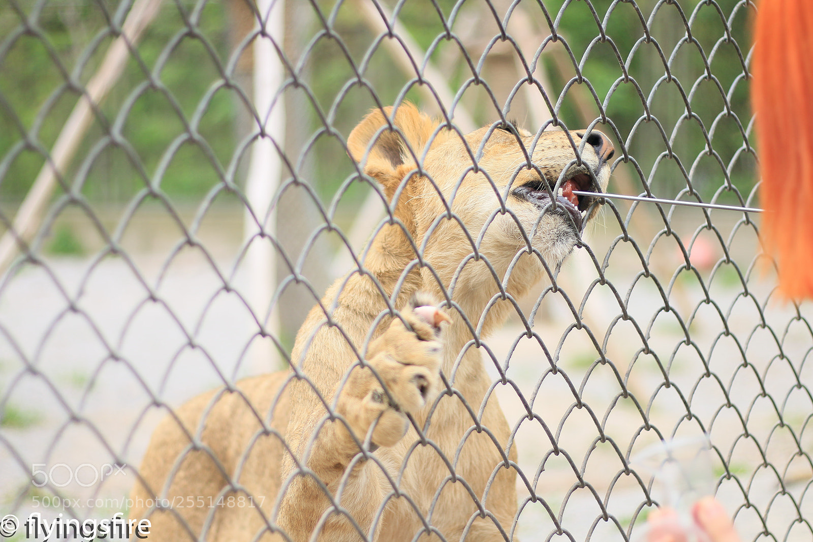 Canon EOS 70D sample photo. 上海动物园成片 photography