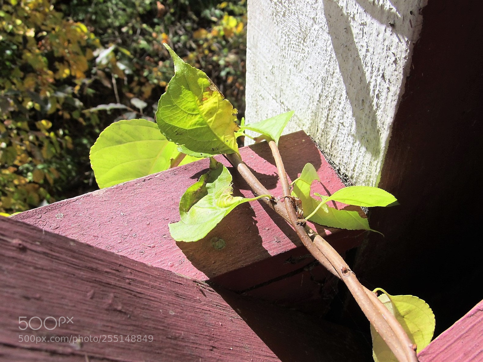 Canon PowerShot SX130 IS sample photo. New growth on the photography