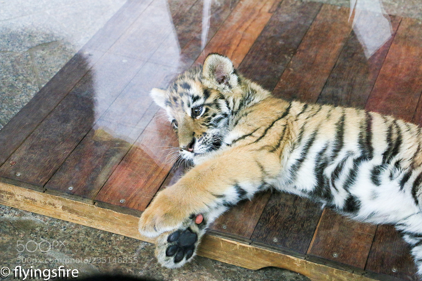 Canon EOS 70D sample photo. 上海动物园成片 photography