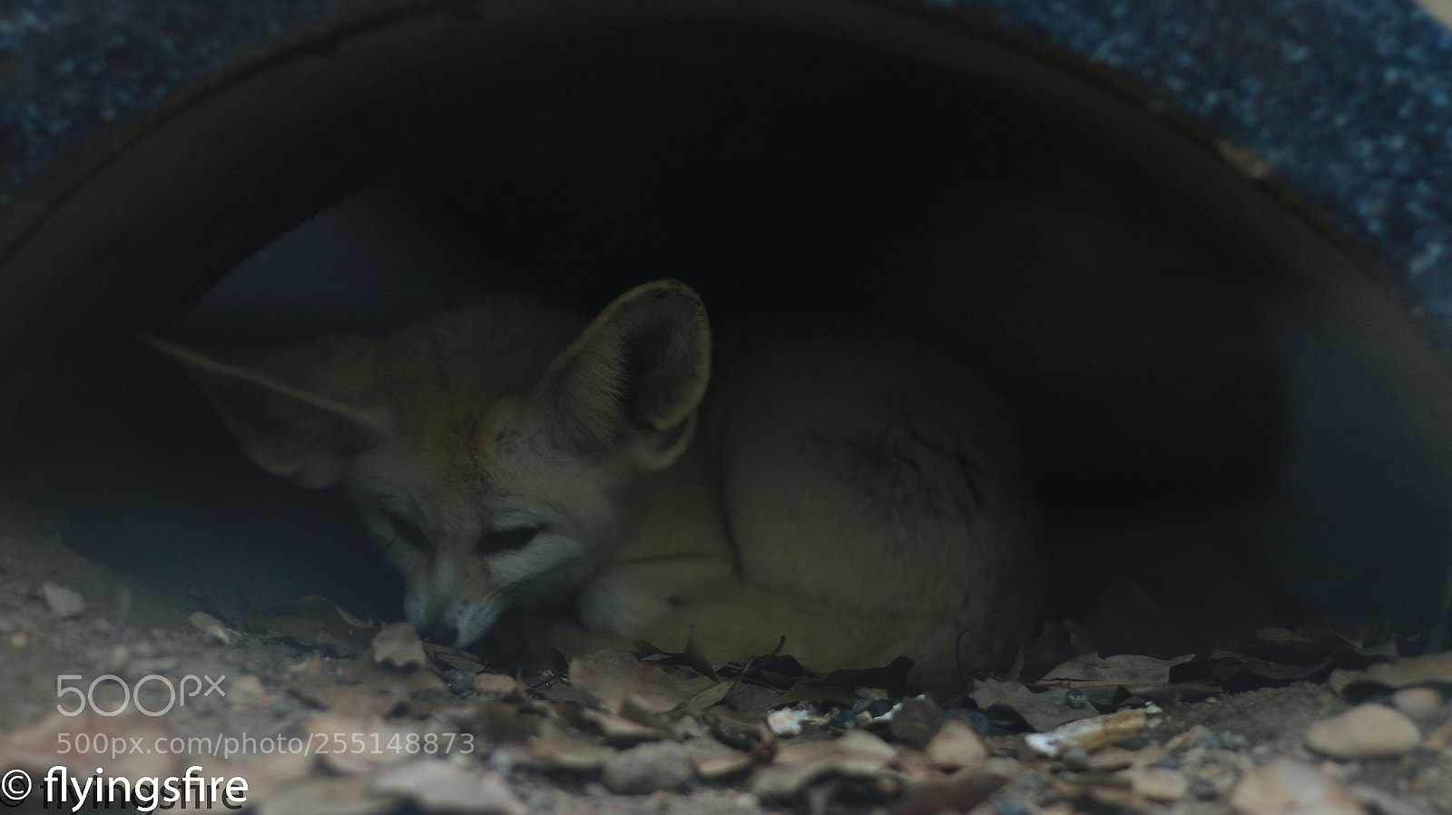 Canon EOS 70D sample photo. 上海动物园成片 photography