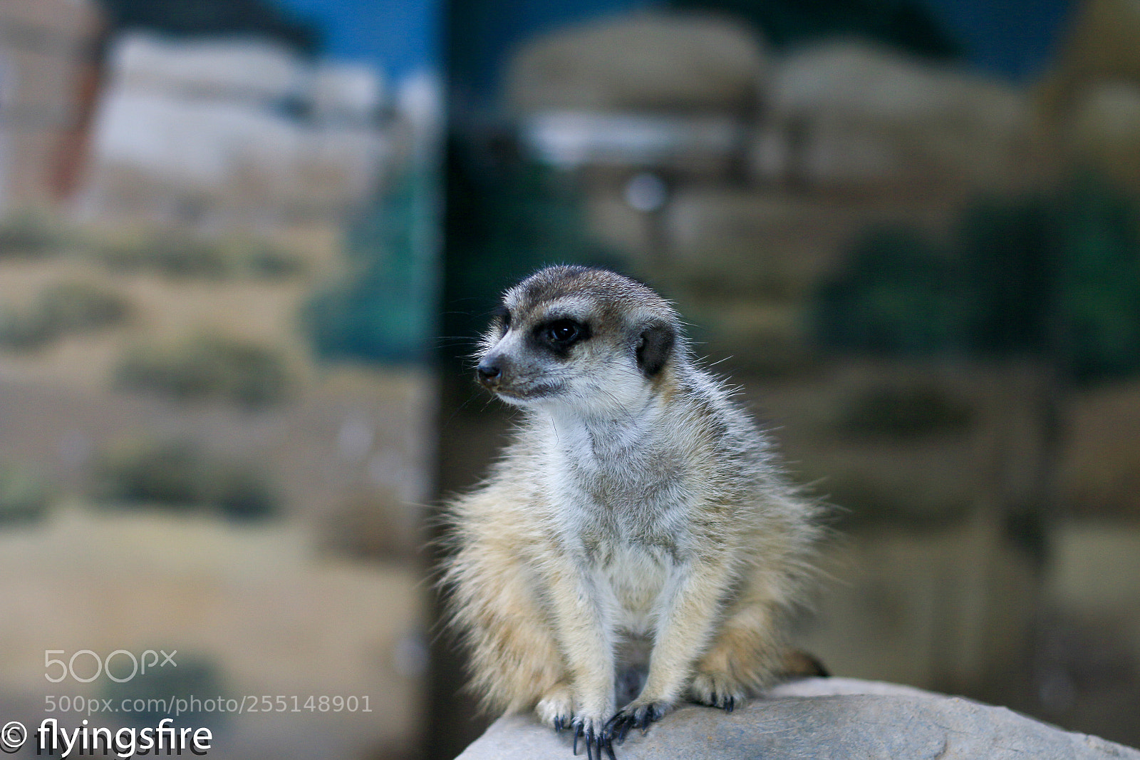 Canon EOS 70D sample photo. 上海动物园成片 photography