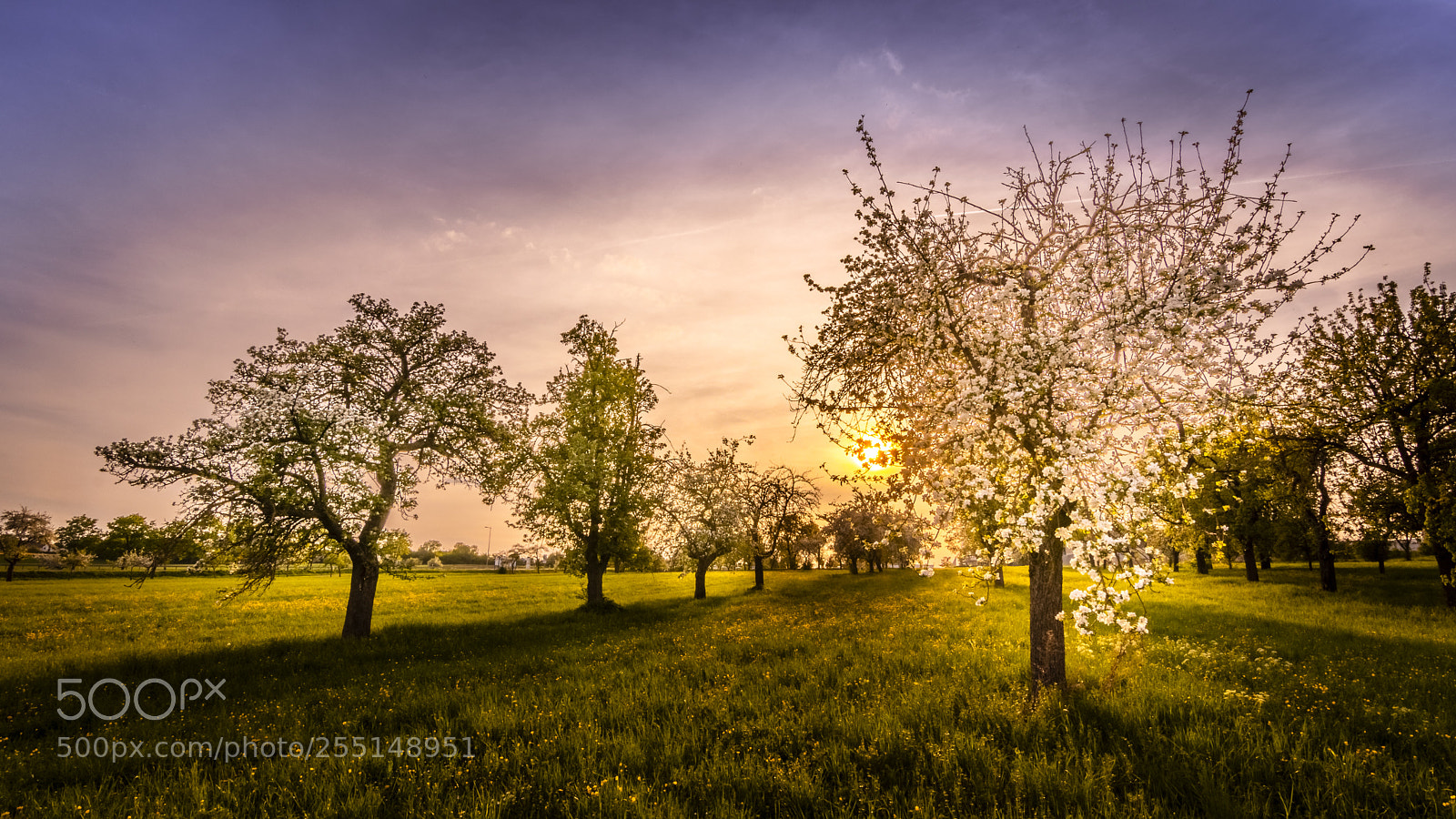 Canon EOS 80D sample photo. Apple tree meadow photography